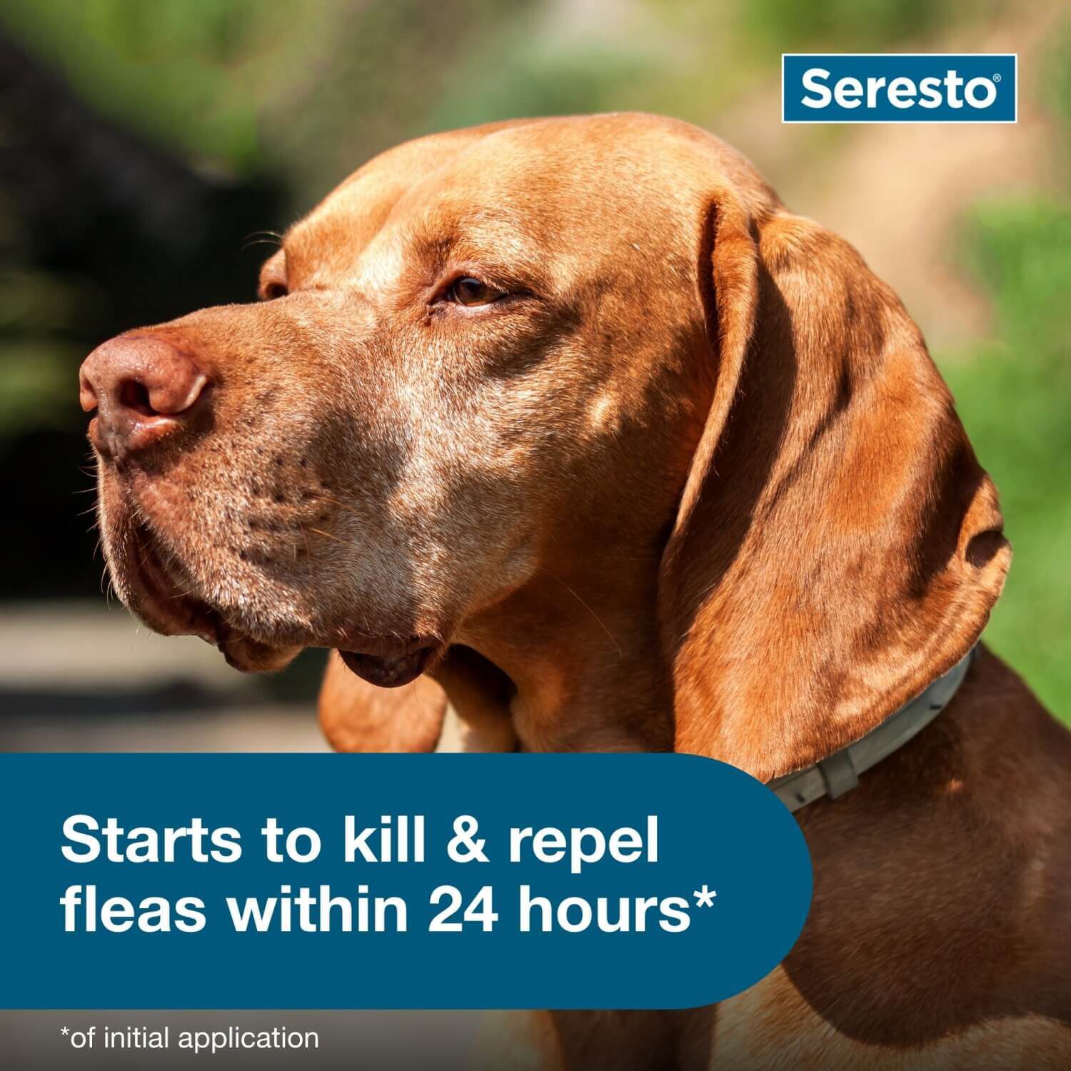 Seresto Flea & Tick Treatment & Prevention Collar For Dogs, Over 18 Lbs