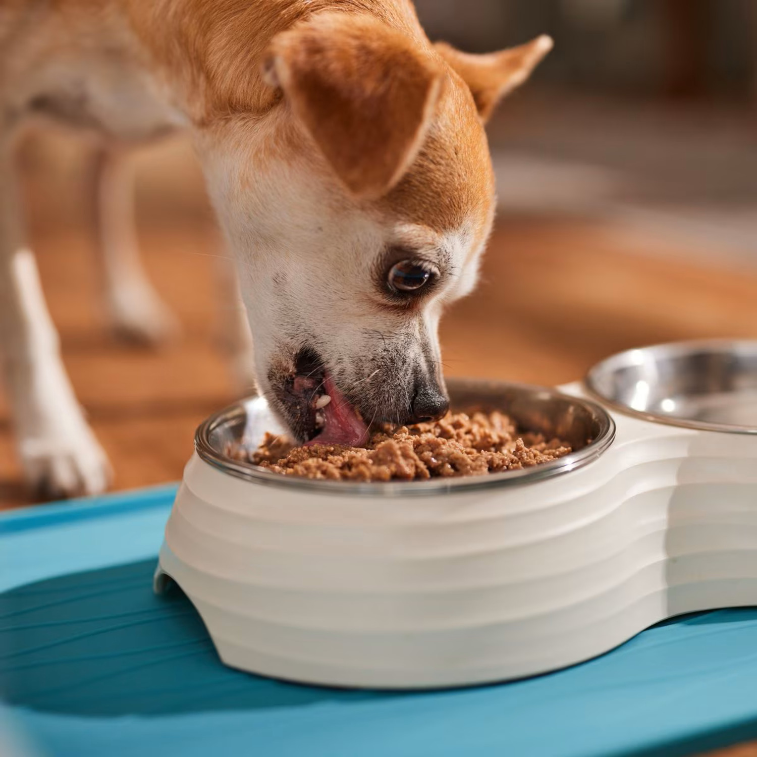 Royal Canin Canine Care Nutrition&trade; Digestive Care Loaf In Sauce Wet Dog Food, 13.5 Oz