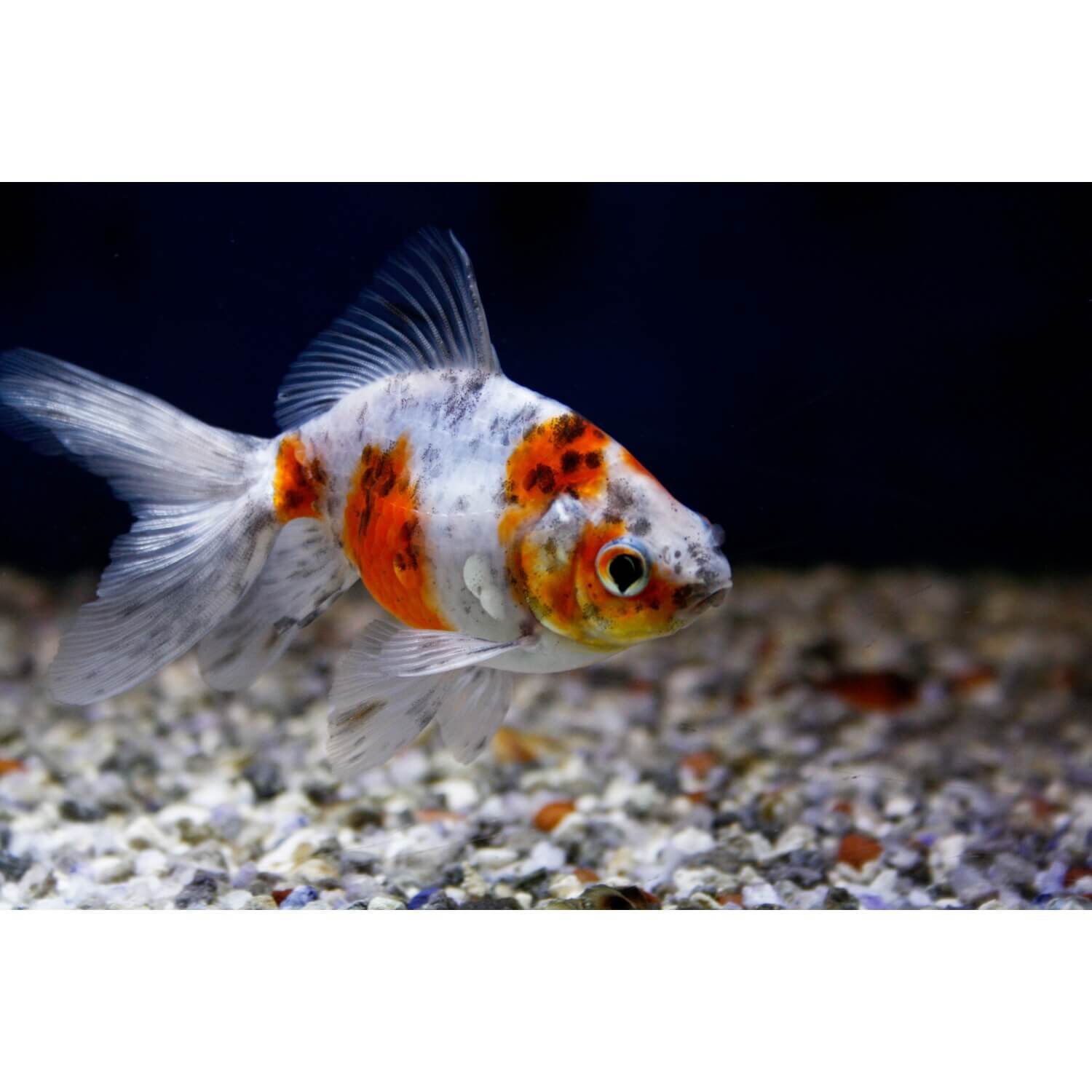 Calico Fantail Goldfish 1ea Pet Supermarket