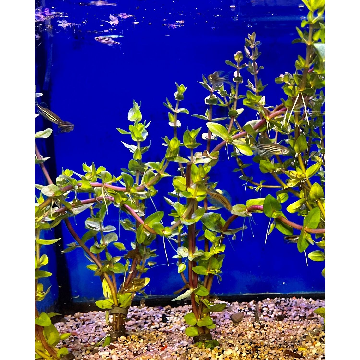 Bacopa