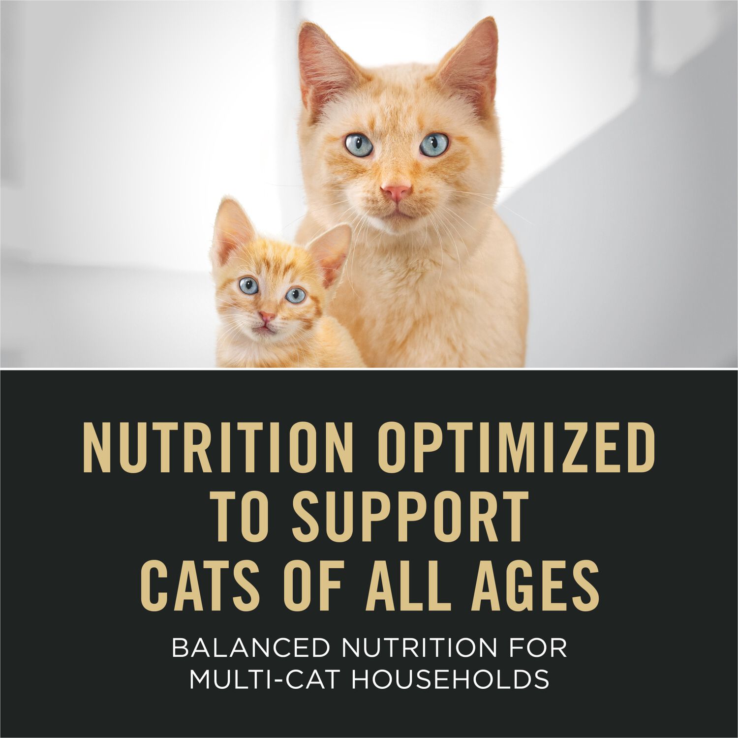 Purina Pro Plan All Life Stages High Protein Dry Cat Food, Chicken And Rice Recipe, 3.2-Lb Bag