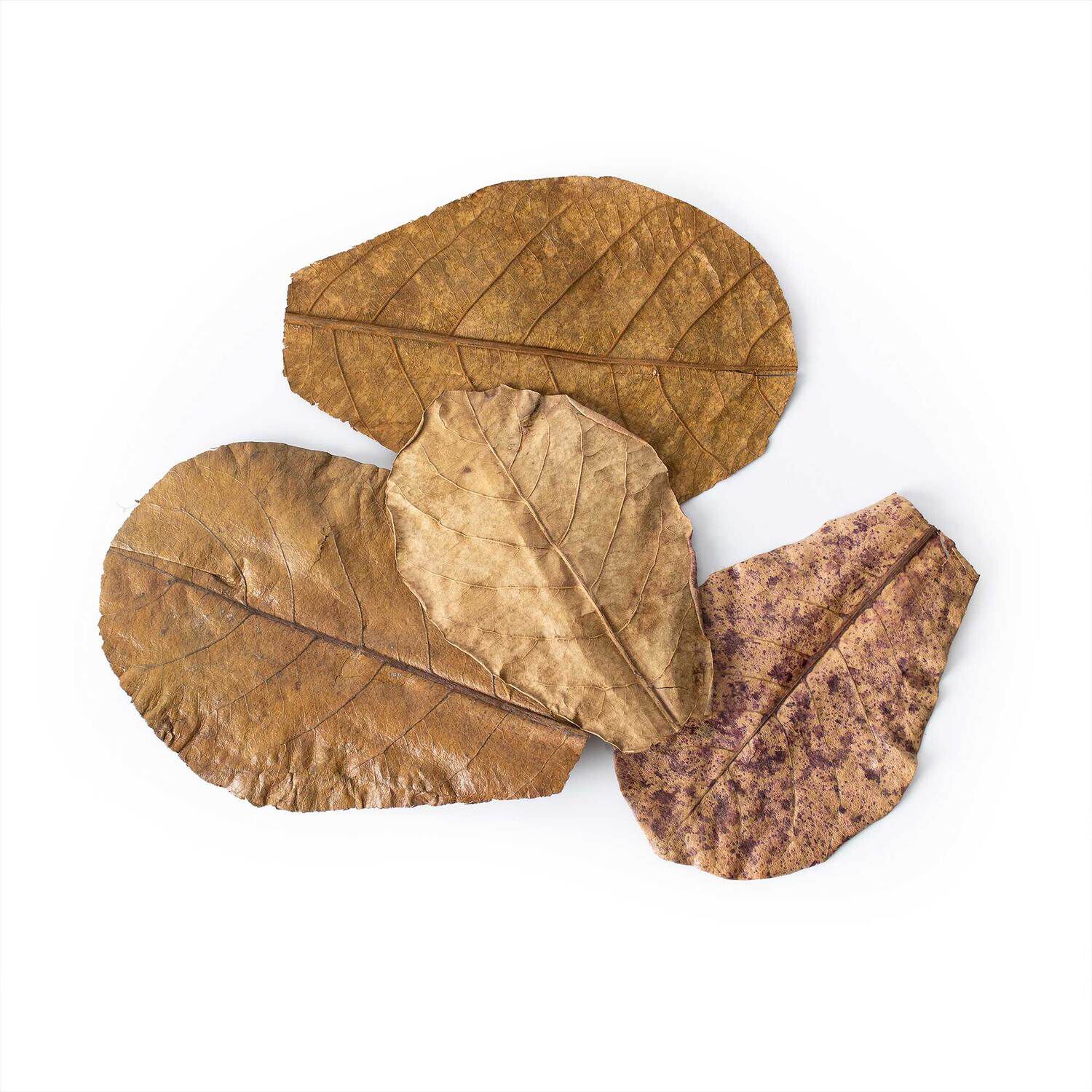Gal&aacute;pagos Catappa Leaves Fish Aquarium Decor, 10Pc Mini Bag
