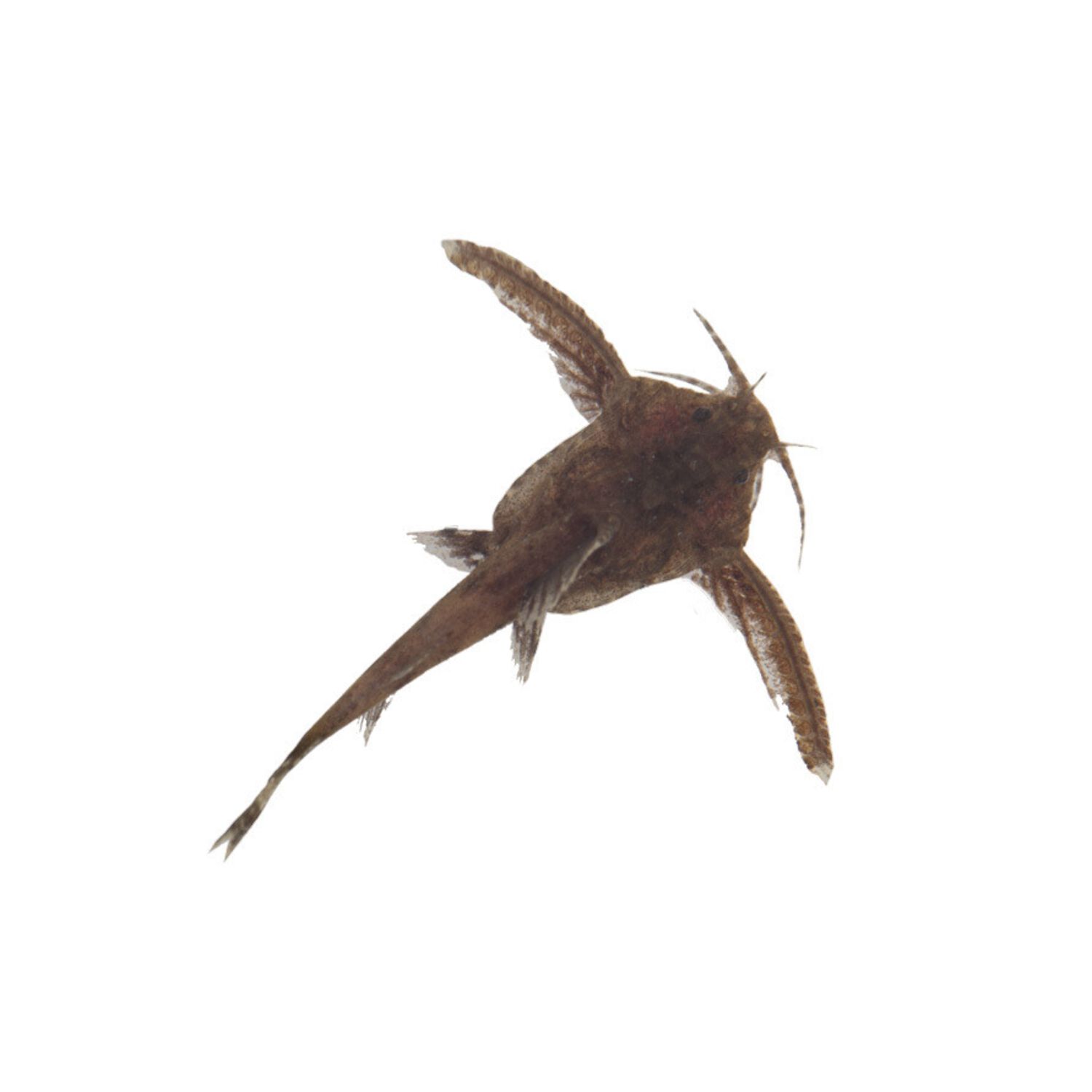 Stone Catfish - Regular