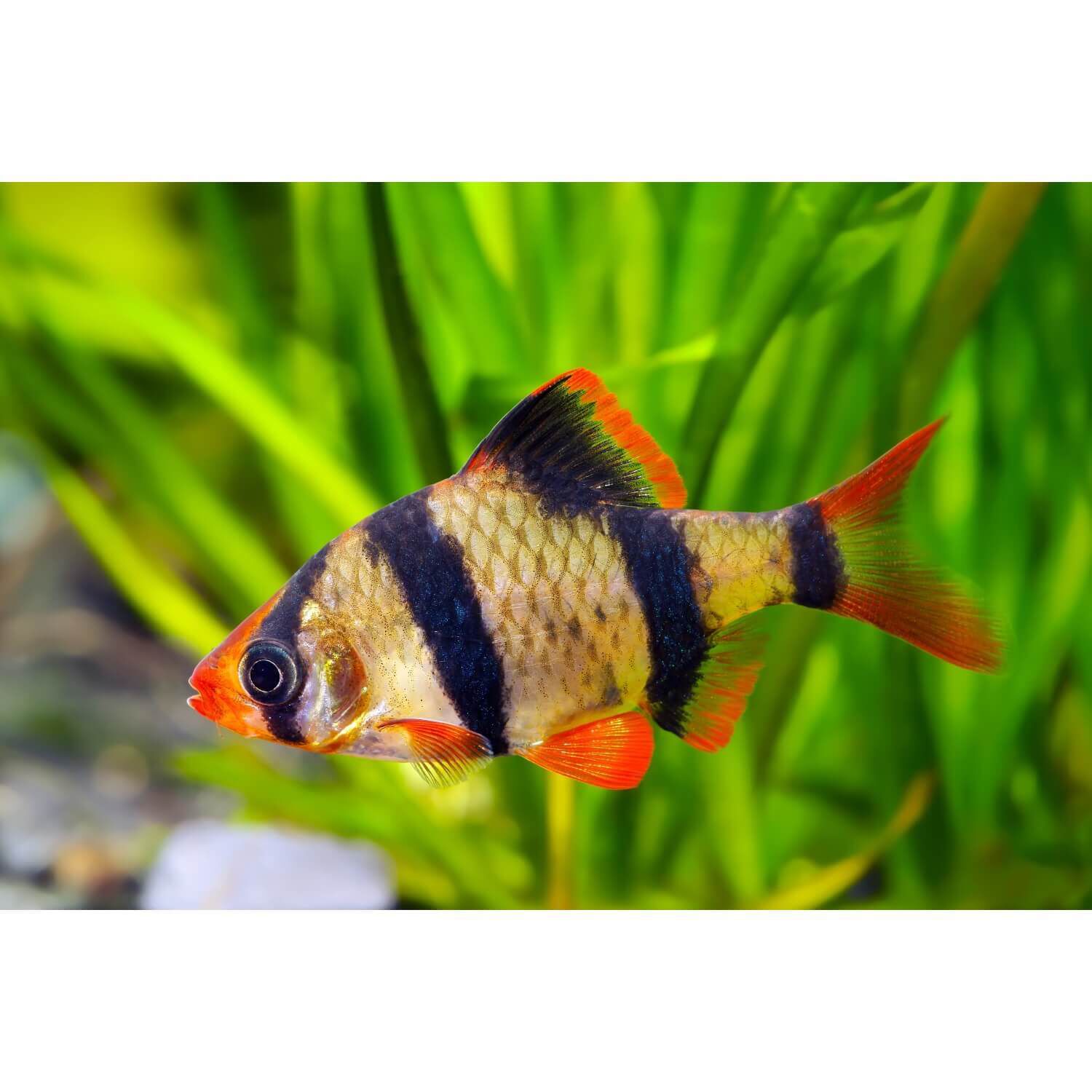 Tiger Barb 1ea Pet Supermarket