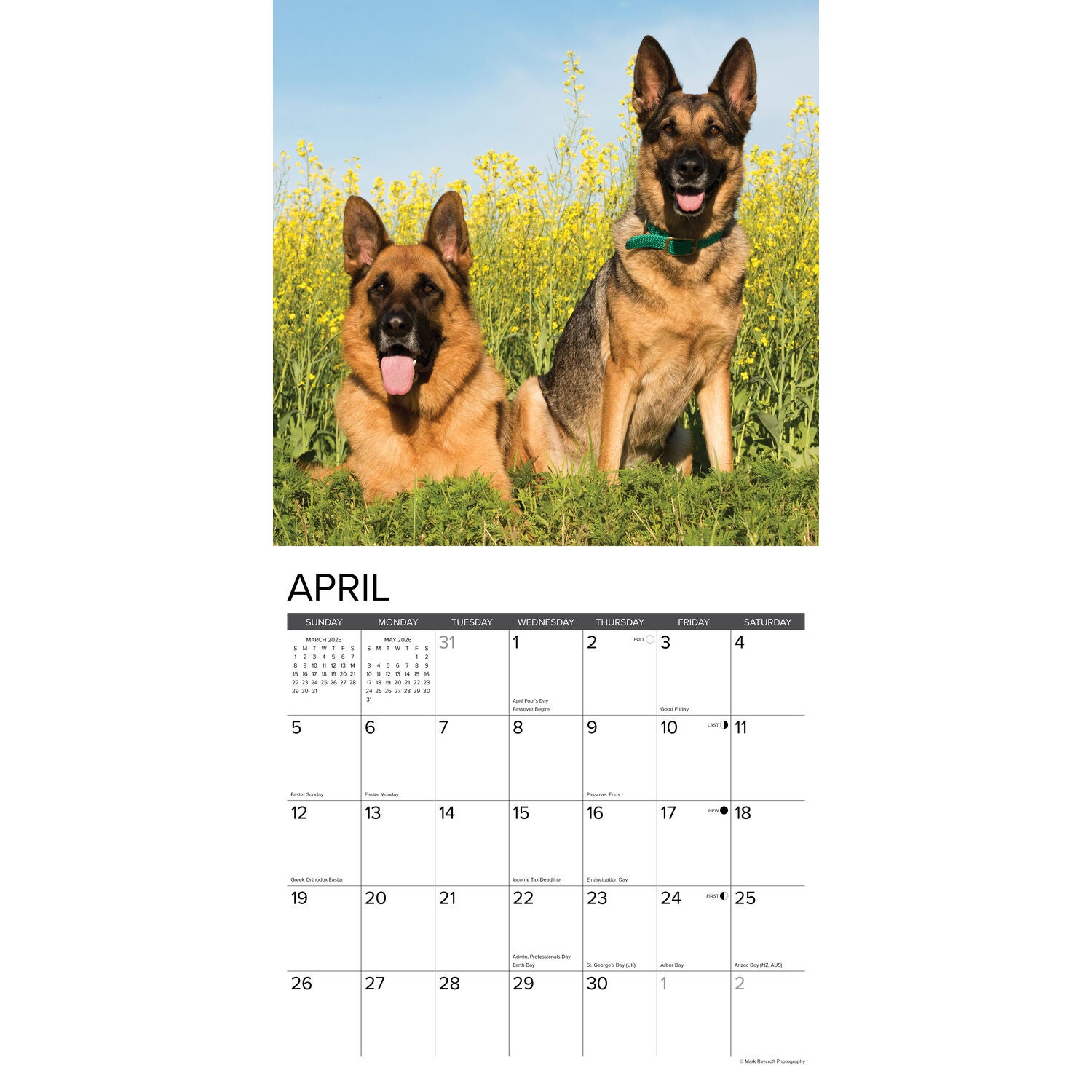 Willow Creek Press 2026 German Shepherds Wall Calendar