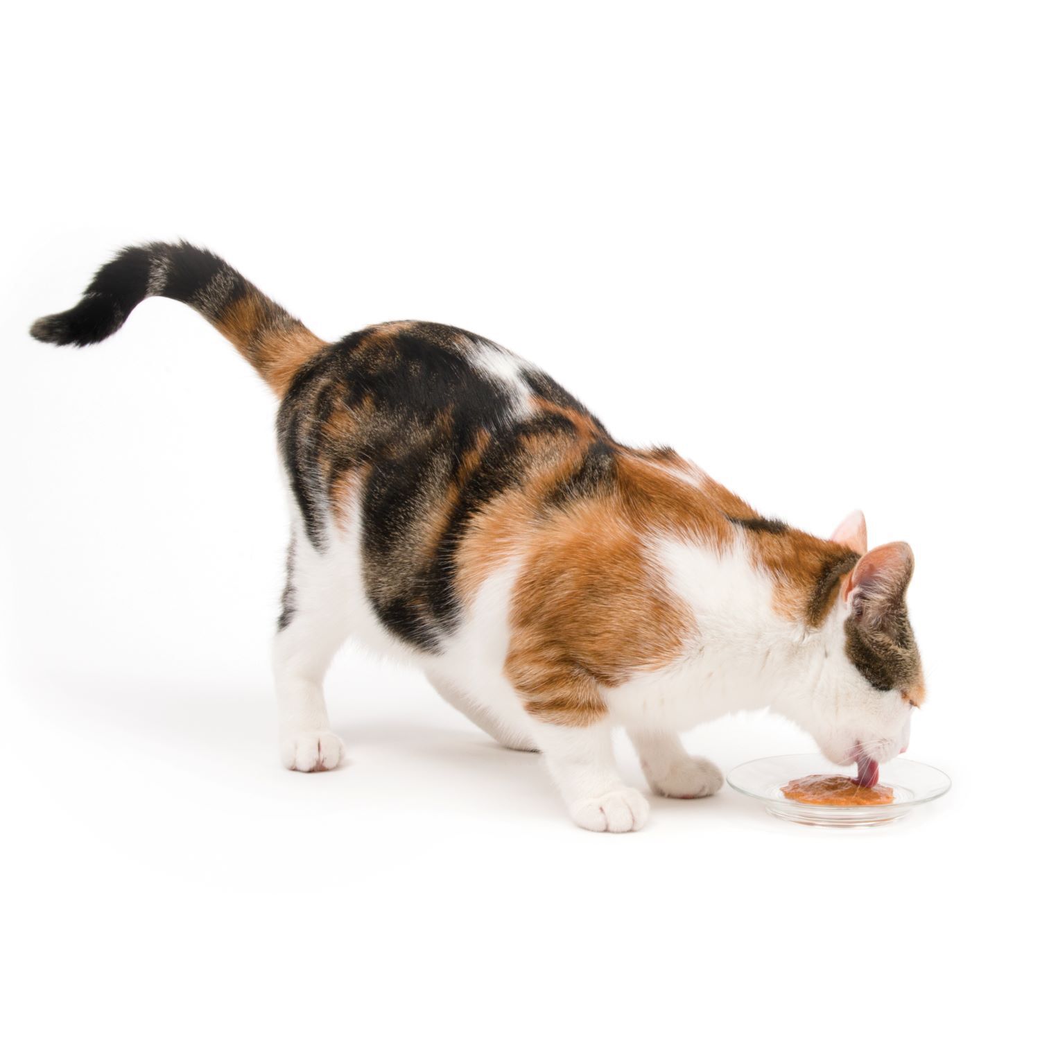 Catit Creamy Grain-Free Lickable Cat Treats, Tuna, 5-0.5Oz Tubes