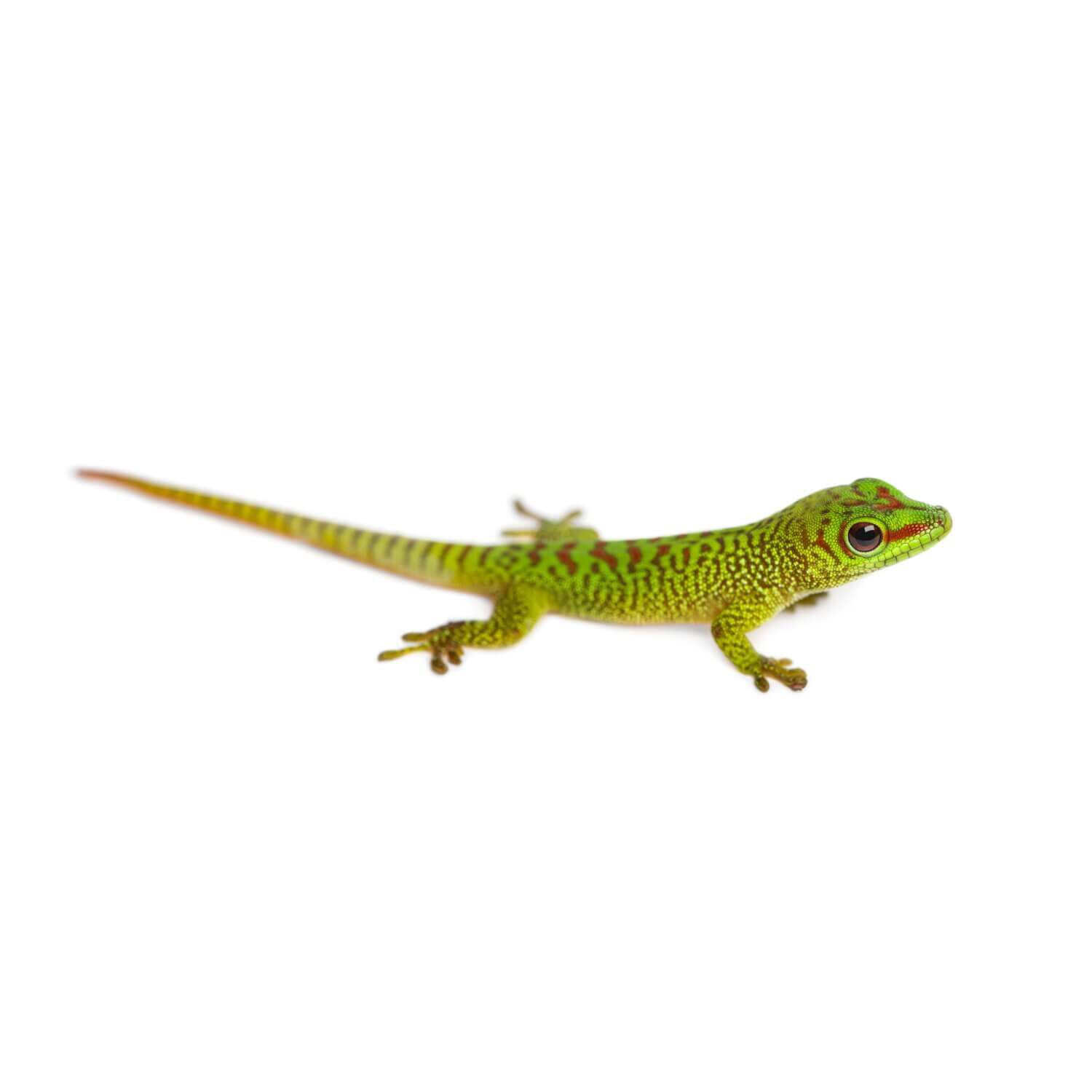 Giant Day Gecko, Baby/Juvenile