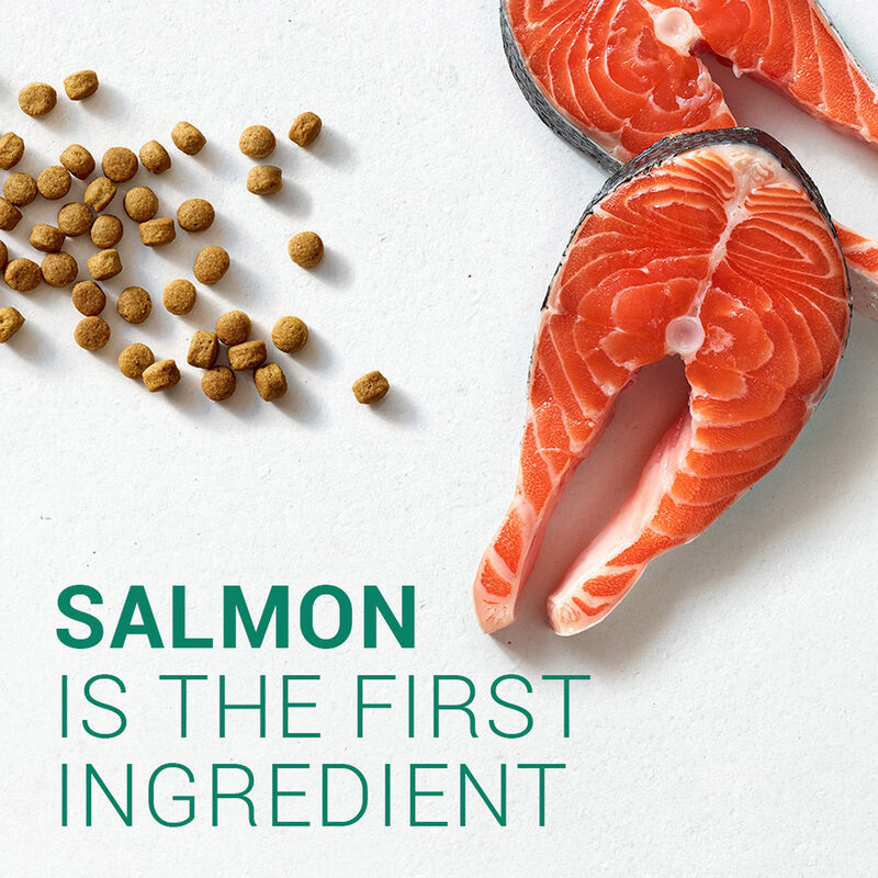 Limited Ingredient Diet Adult Salmon & Lentils Recipe Dog Food image number 6