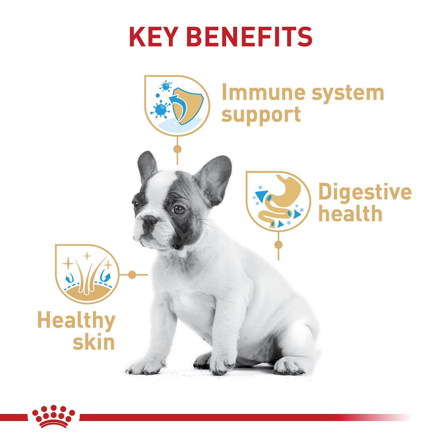 Royal Canin Breed Health Nutrition&reg; French Bulldog Puppy Dry Dog Food, 10.5Lb