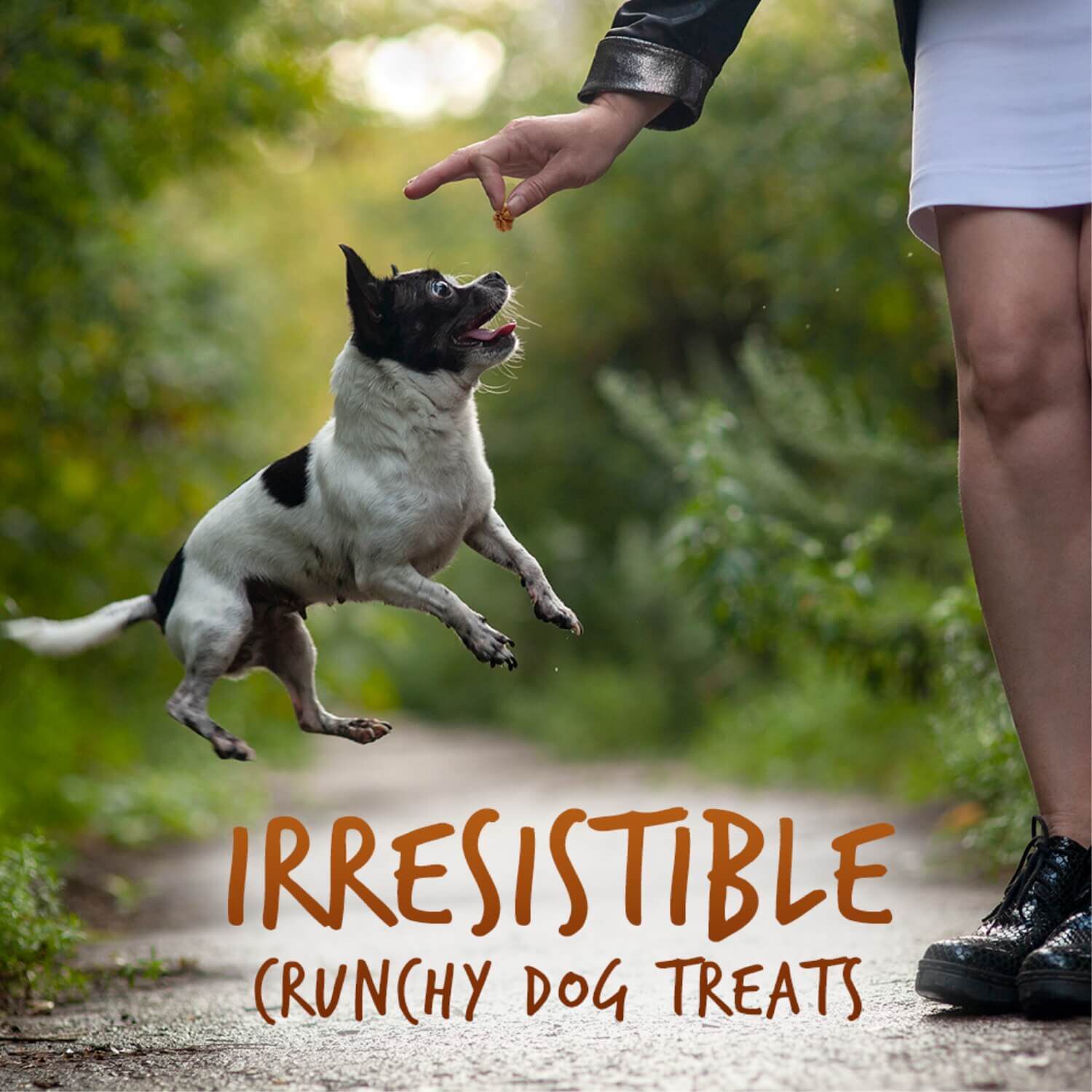 Fruitables Baked Pumpkin & Pecan Flavor Crunchy Low Calorie Dog Treats