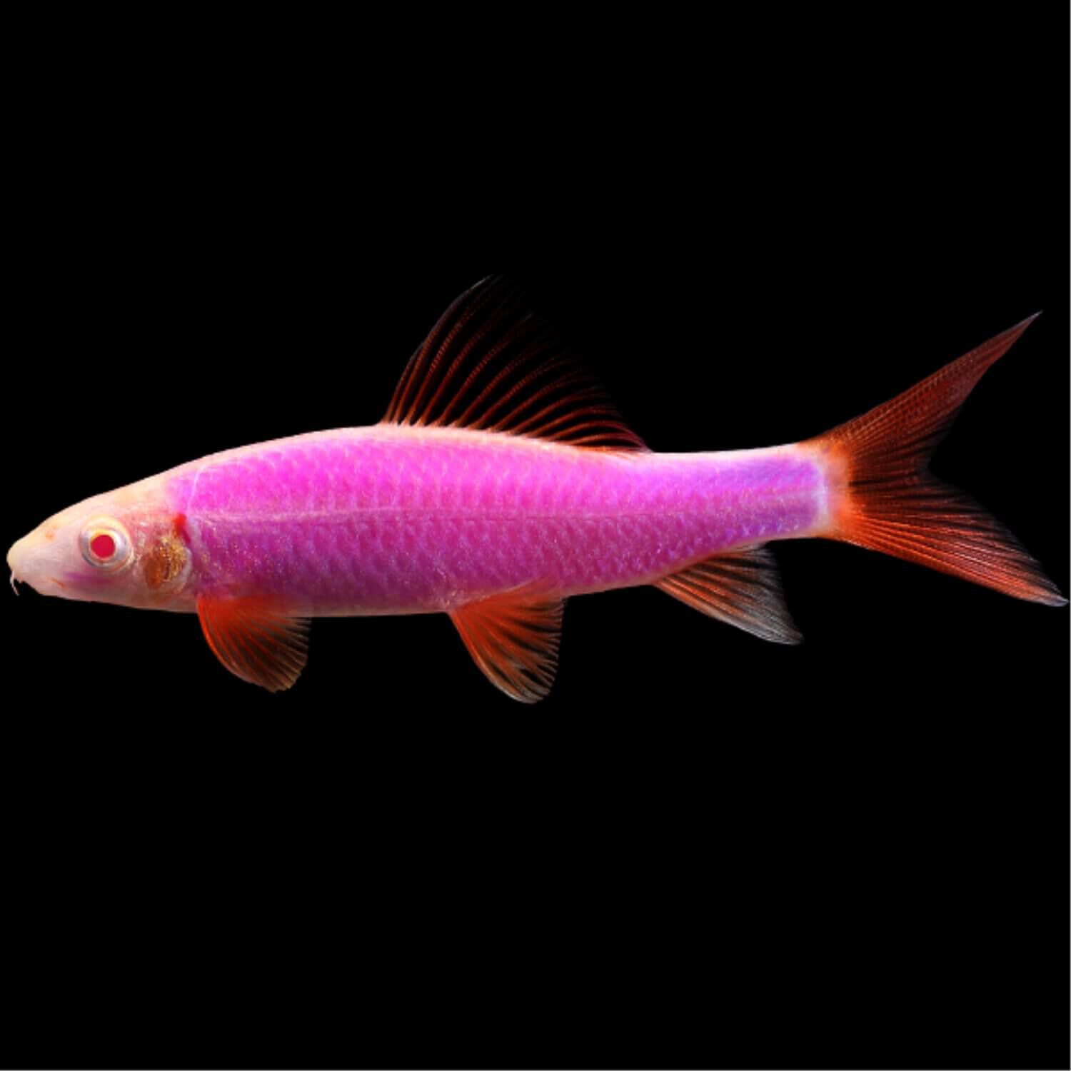 Glofish Sharks