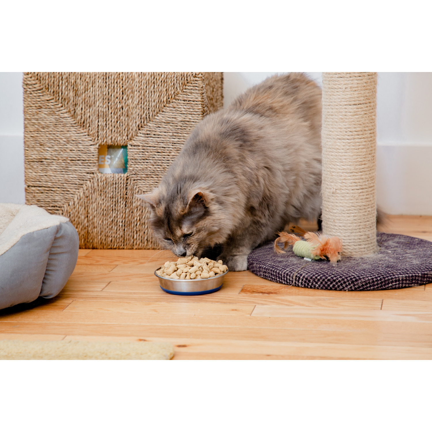 Dr. Marty Nature's Feast Essential Wellness Fish & Poultry Formula Freeze-Dried Raw Cat Food, 12Oz