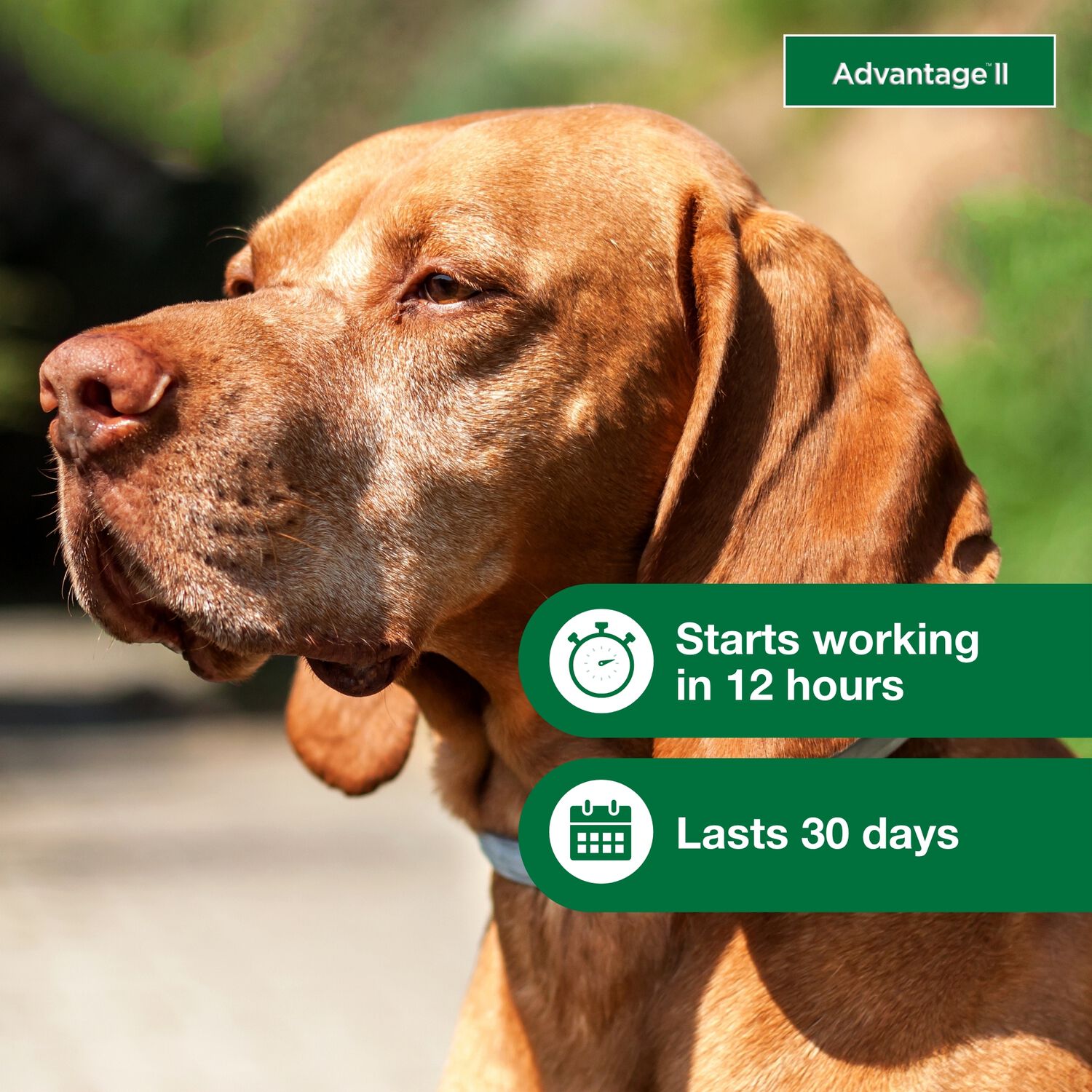 Advantage Ii Flea Treatment For Small Dogs, 3-10-Lbs, 6-Pack = 6 Months Of Protection
