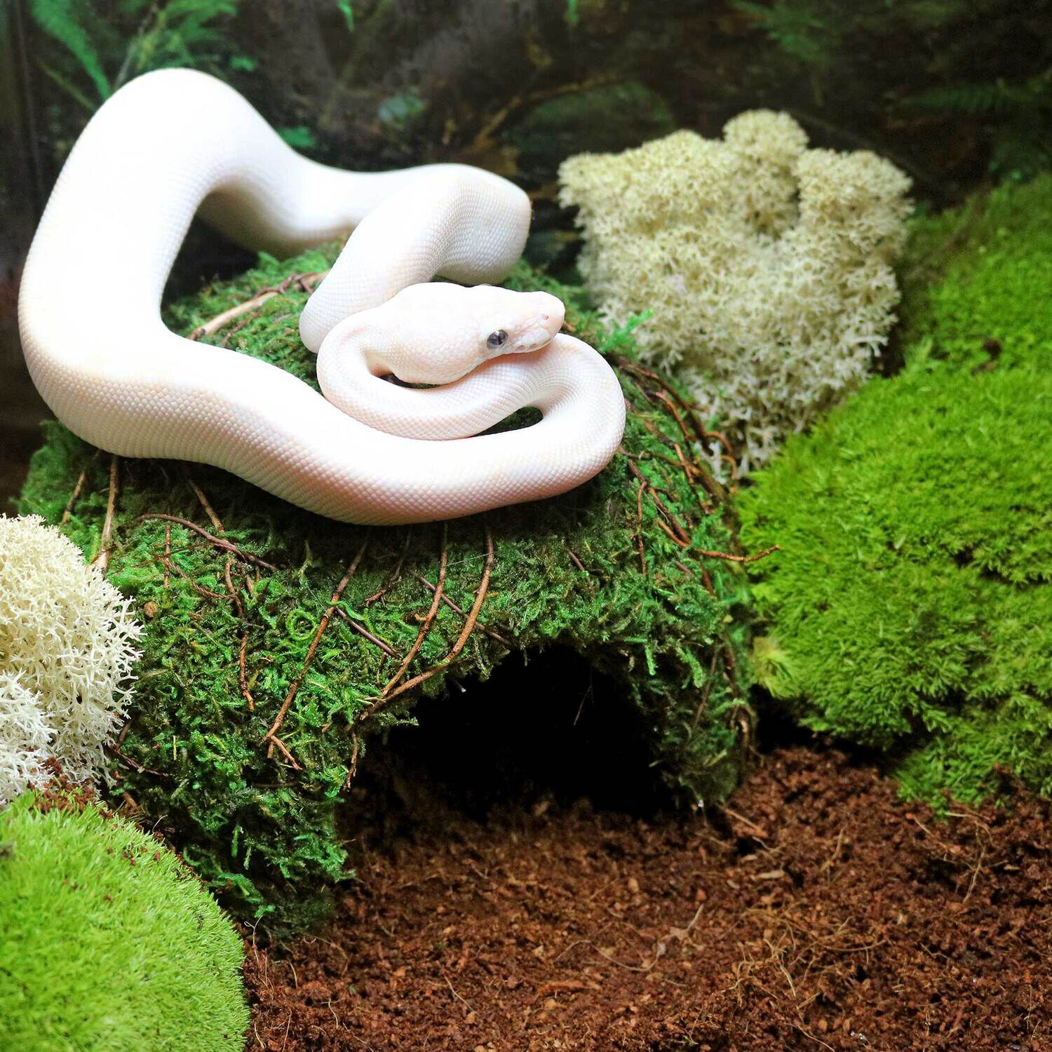 Gal&aacute;pagos Mossy Dome Reptile Hideout, Green, 6In Diameter