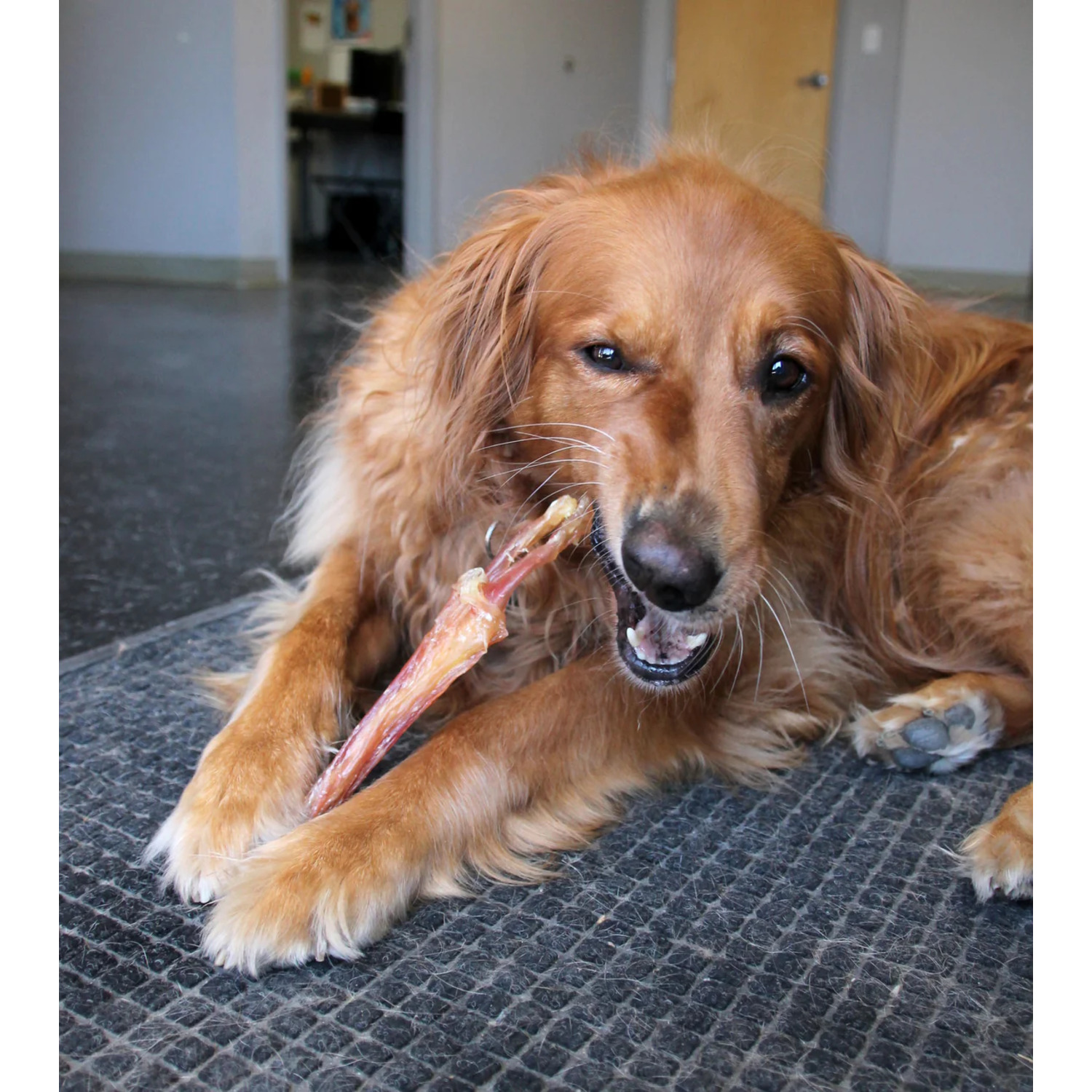 Performatrin Ultra Beef Tendon Natural Chew Dog Treat, 6" - Large