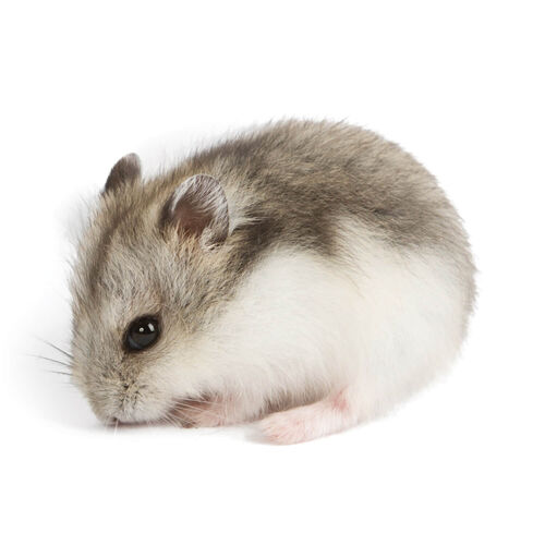 Roborovski Dwarf Hamster: Pet Care Guide, Lifespan, Cost, and Important  Facts - A-Z Animals