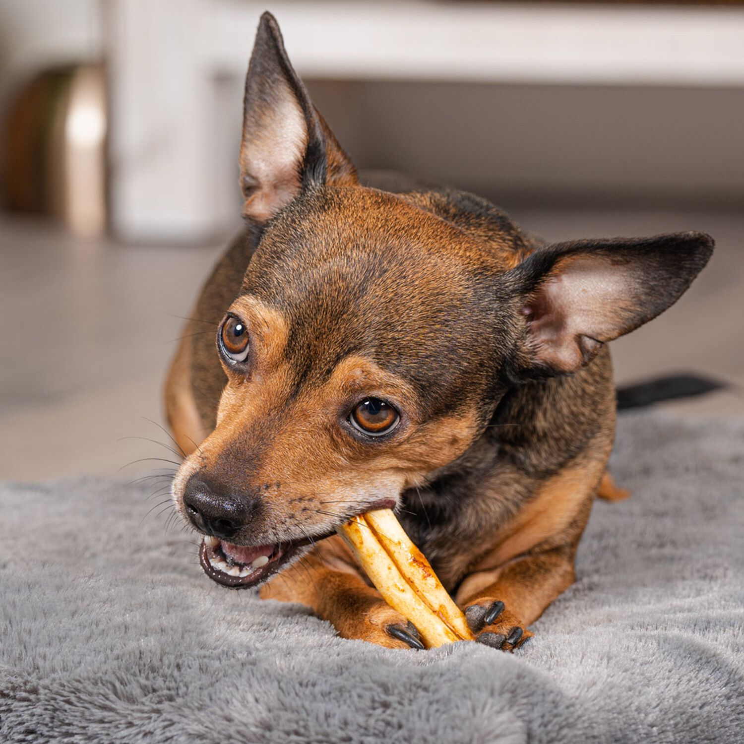 Pet Factory American Beefhide Mini Chicken Rolls Rawhide Dog Treats,  3" - 14 Pack