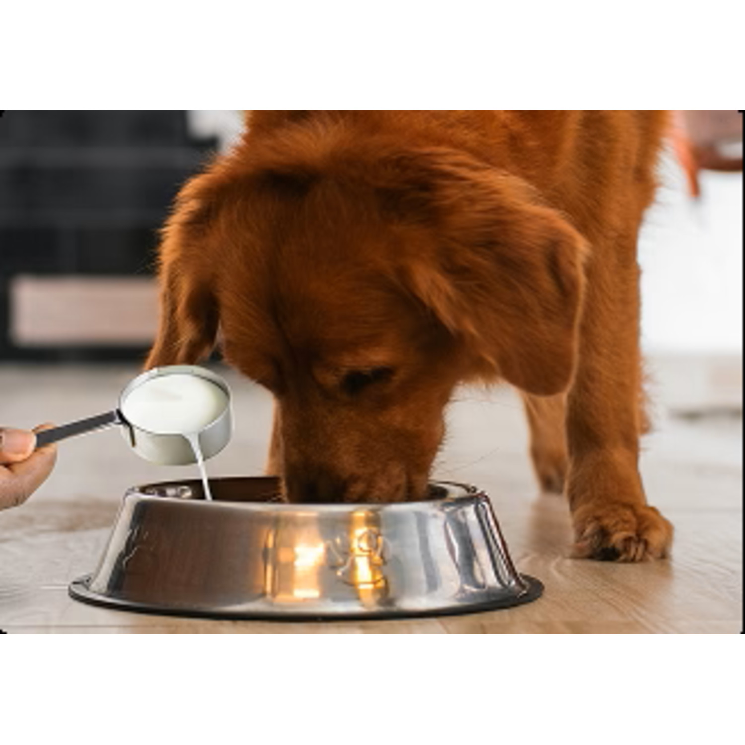 Primal Dehydrated Goat Milk Dog & Cat Food Topper, 5.2-Oz