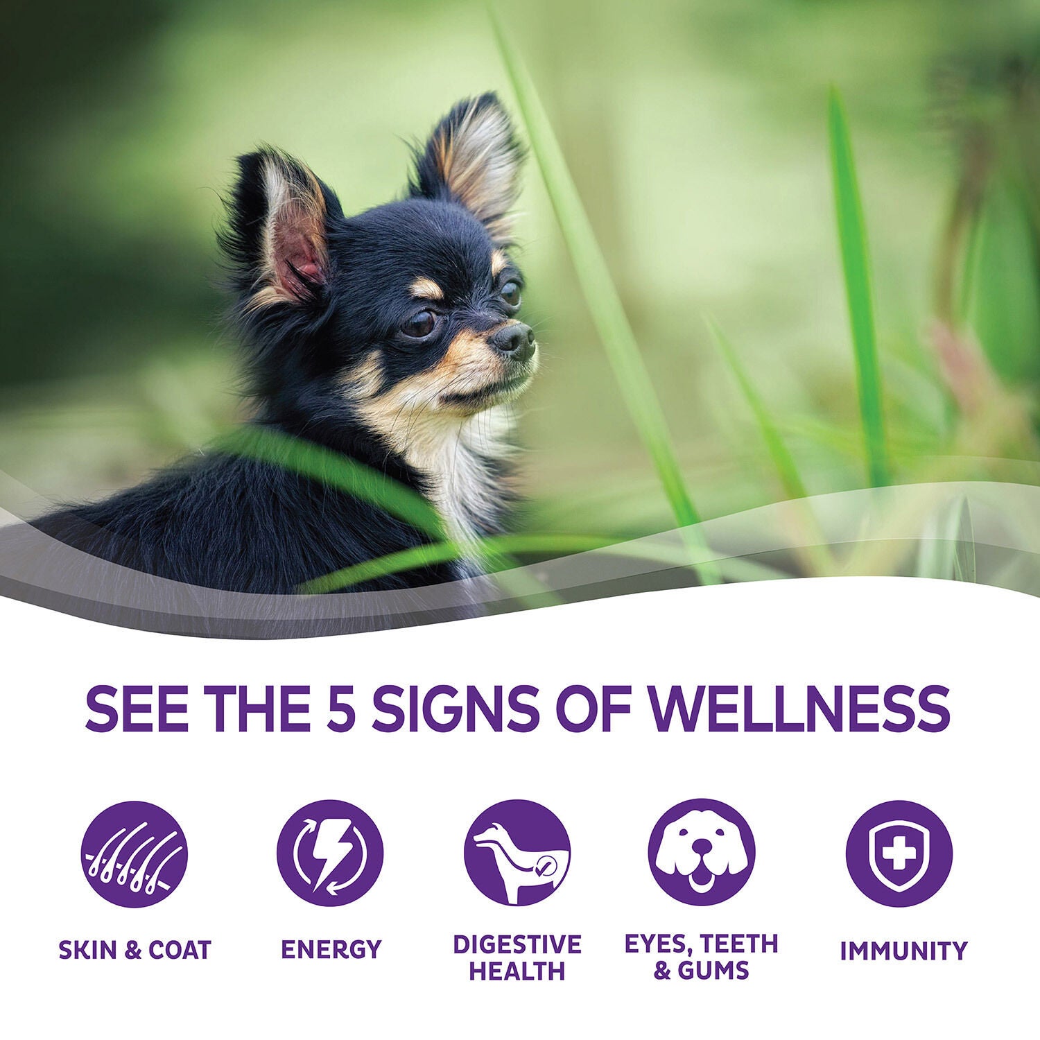 Wellness complete hotsell toy breed