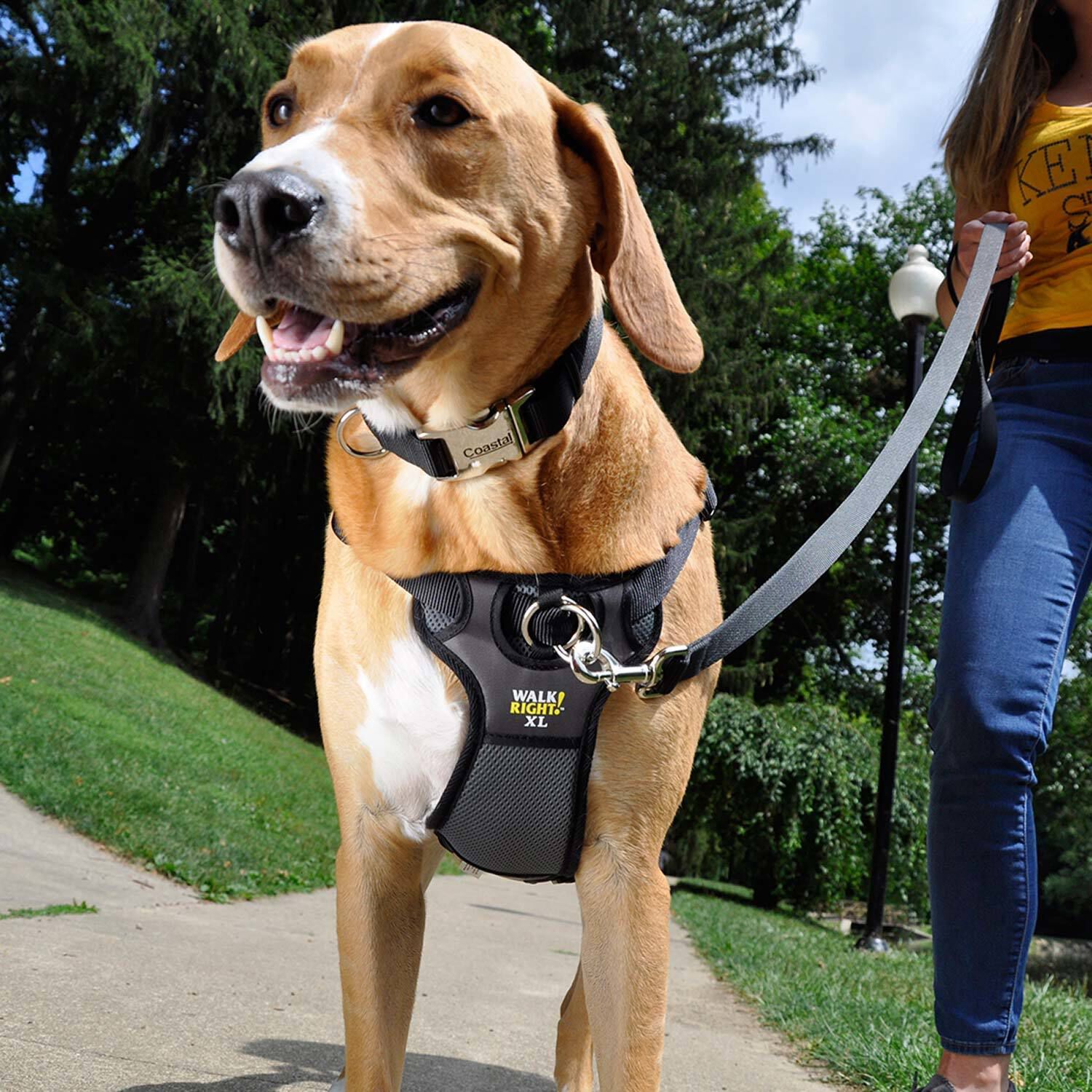 Coastal Pet Products Walk-Right! Front-Connect Padded Dog Harness, Black, 26"-38"