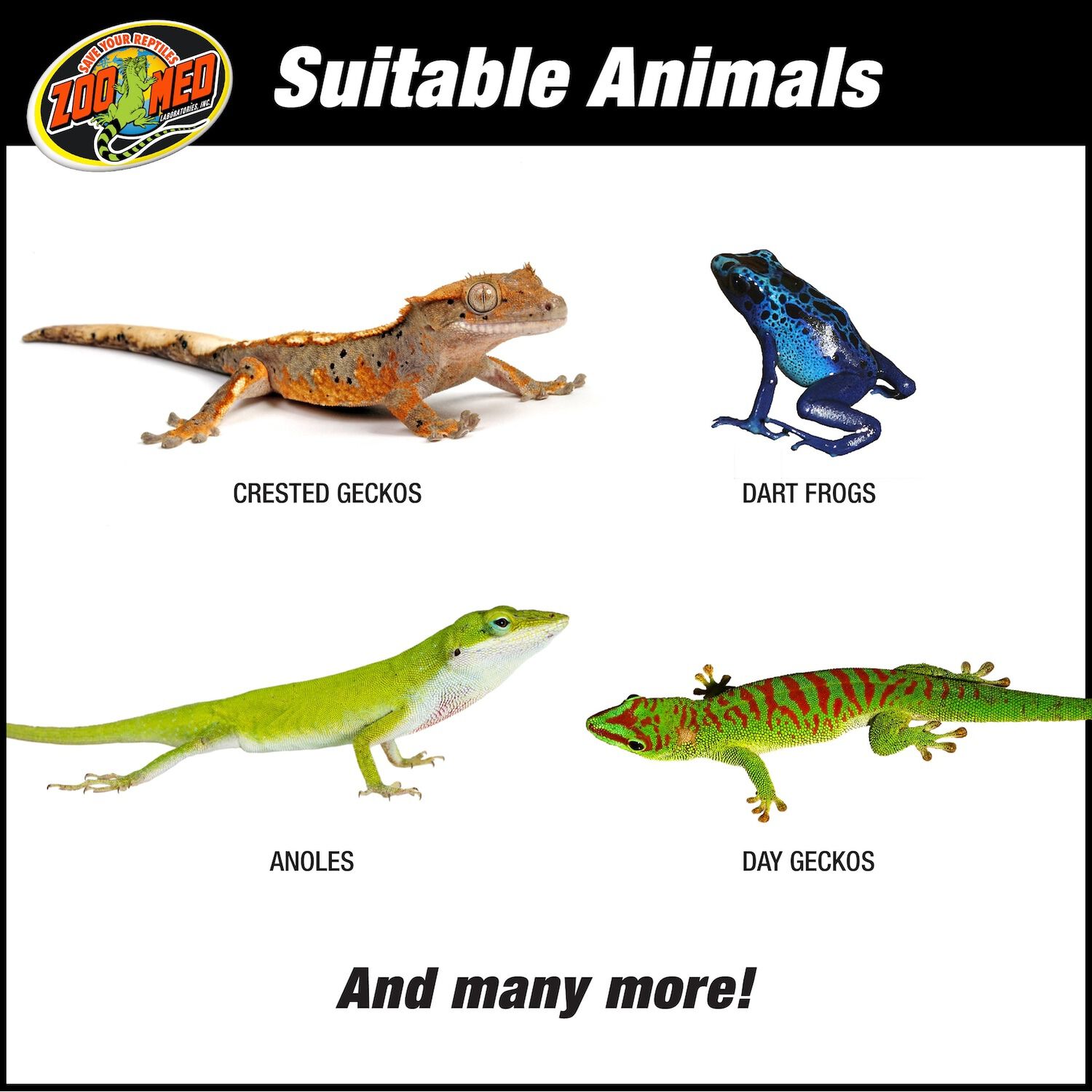 Naturalistic Terrarium Tropical Kit 1ea Pet Supermarket