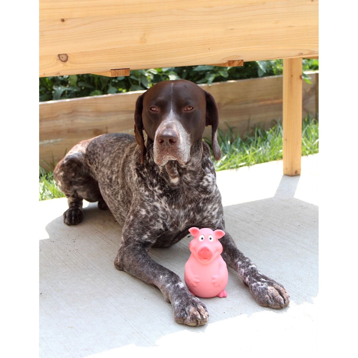 Territory Piggy Latex Squeaky Dog Toy, 6"