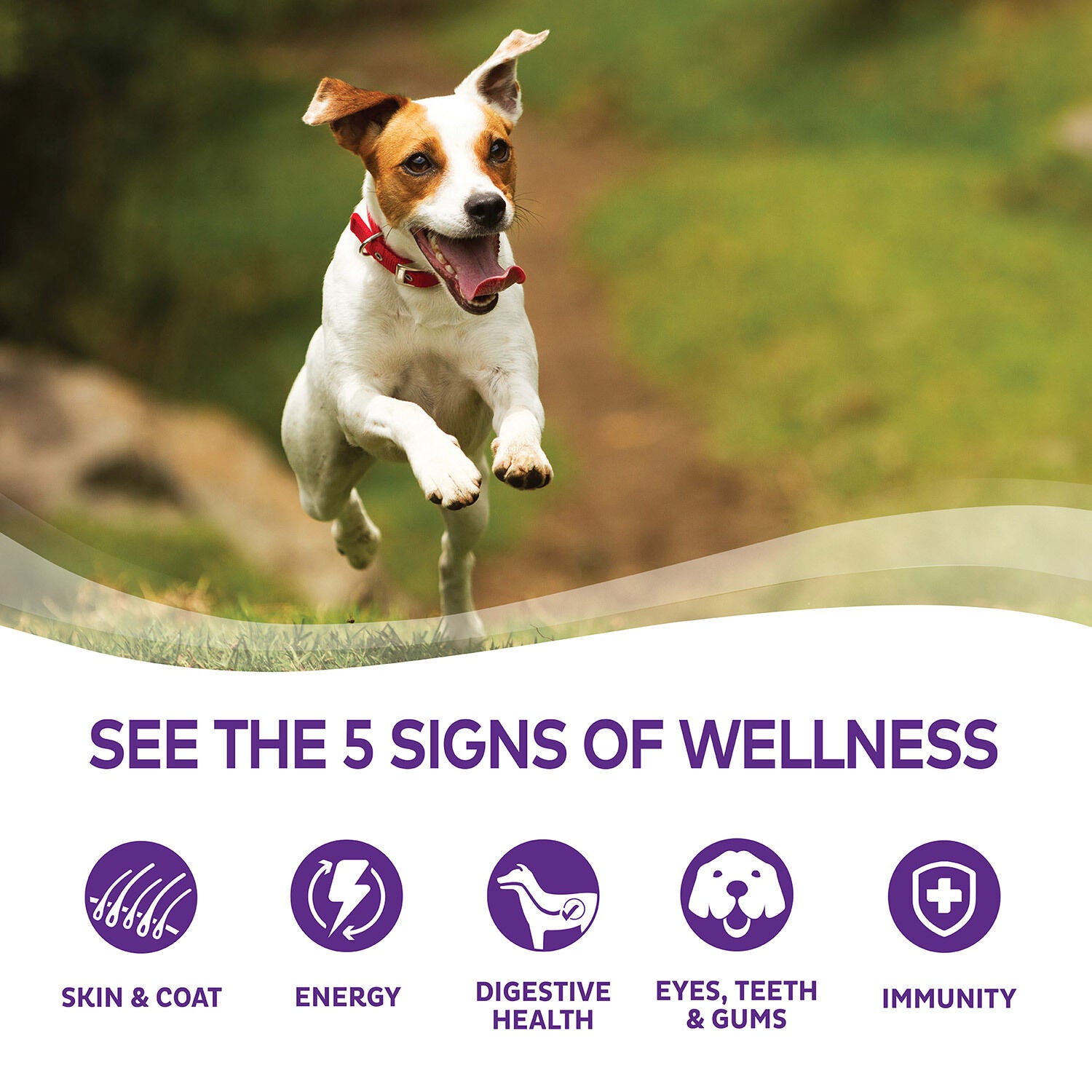 Wellness complete health small breed healthy weight online