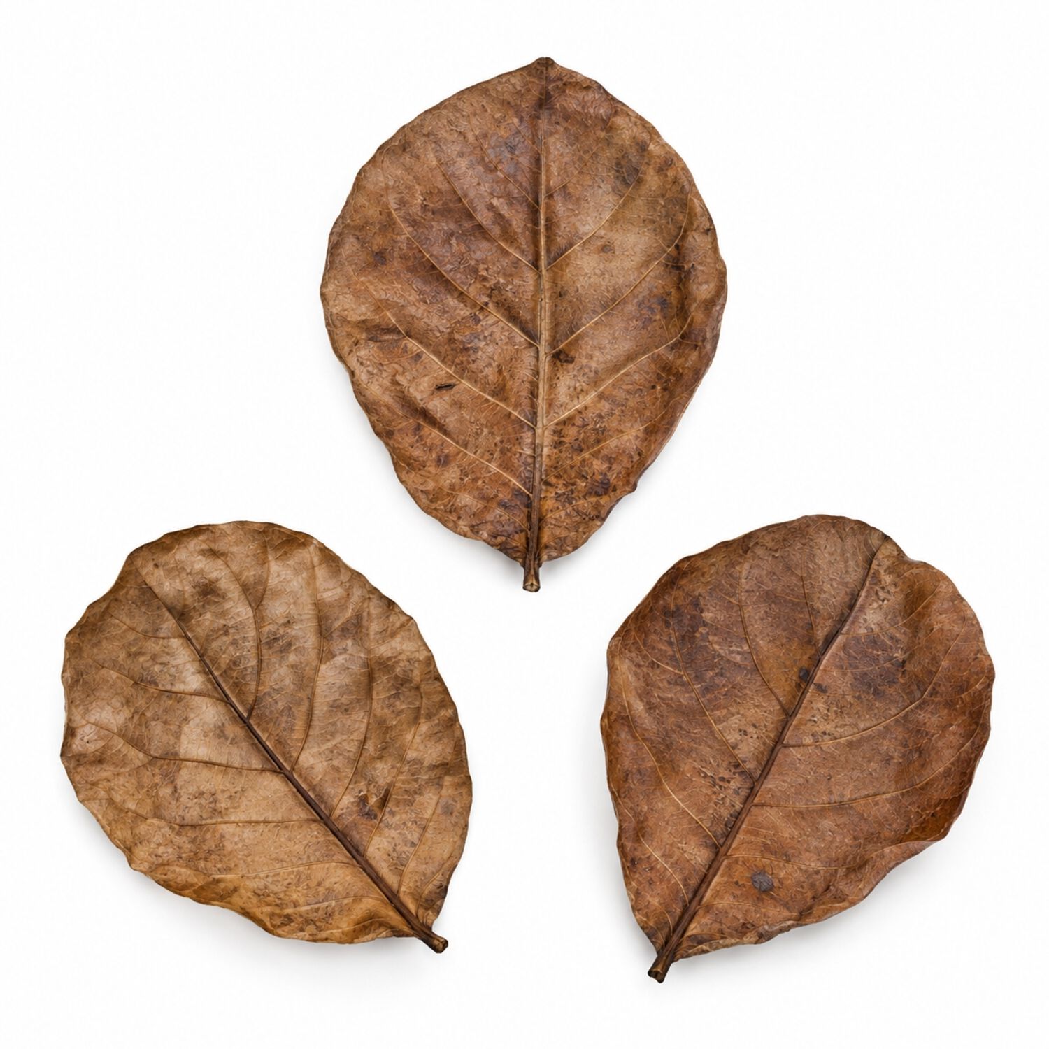 Hydroasis Catappa Leaves Nano 3-Pack