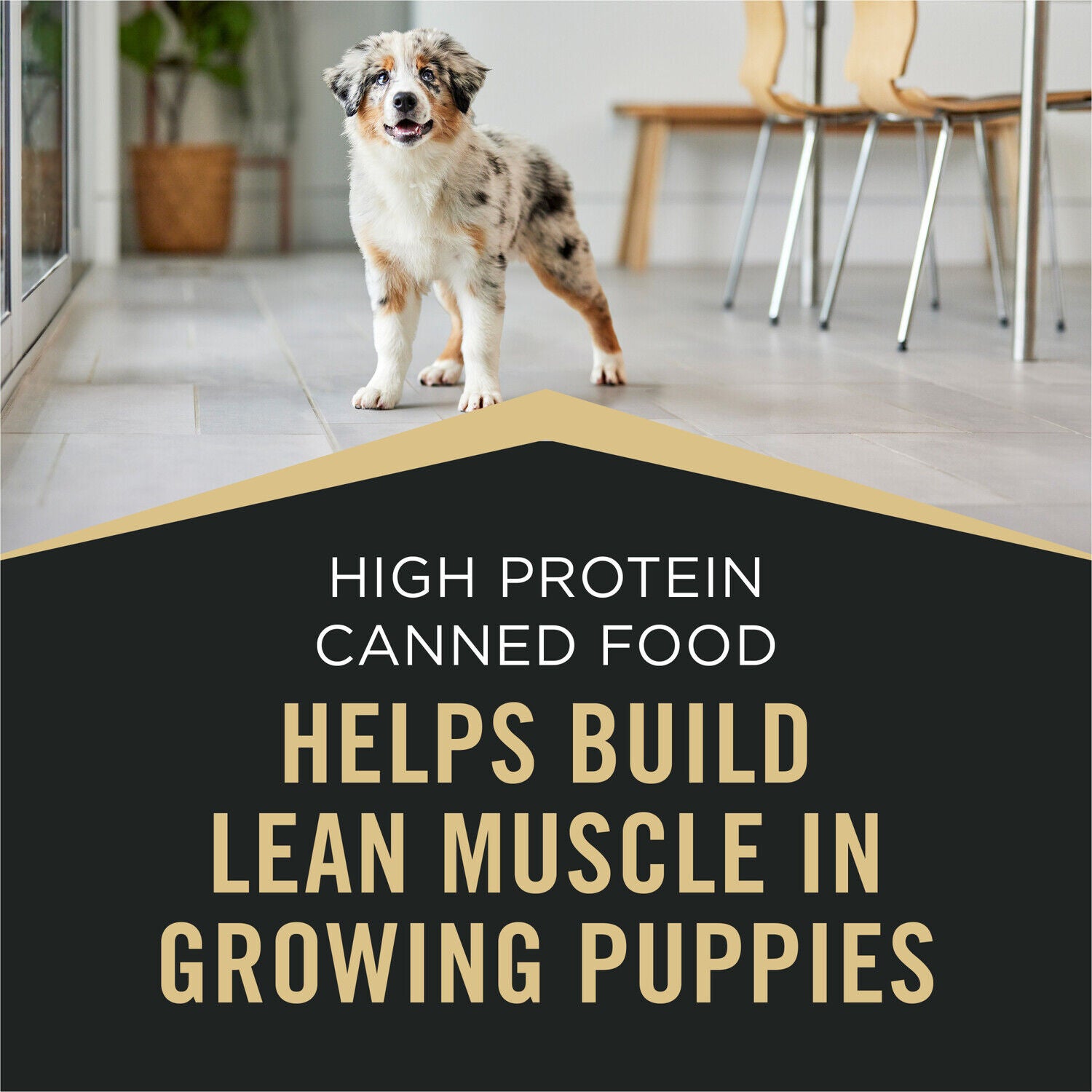 Purina Pro Plan Sport High Protein Puppy Formula Beef & Rice Entree Wet Dog Food - 13 Oz - Pack Of 12