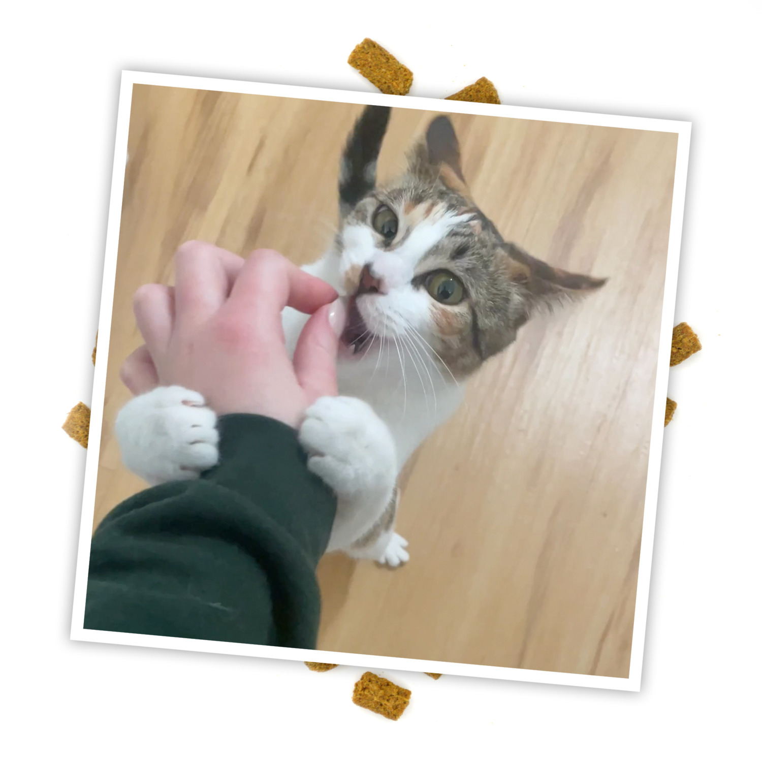 Meowijuana Knock N' Nibble Gummy Bear Reffilable Treat Dispensing Cat Toy