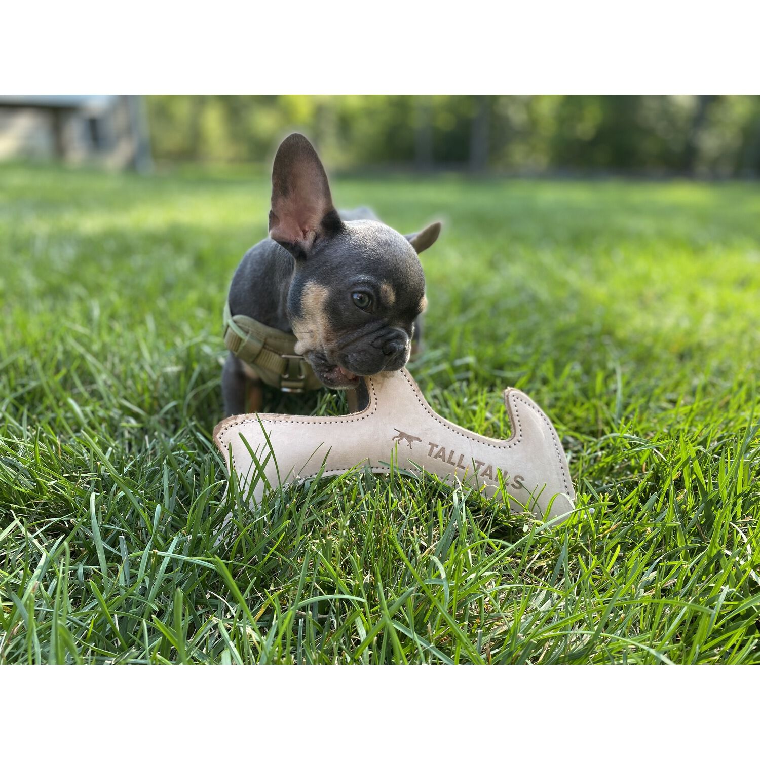 Tall Tails Natural Durable Leather Antler Dog Toy, 11"
