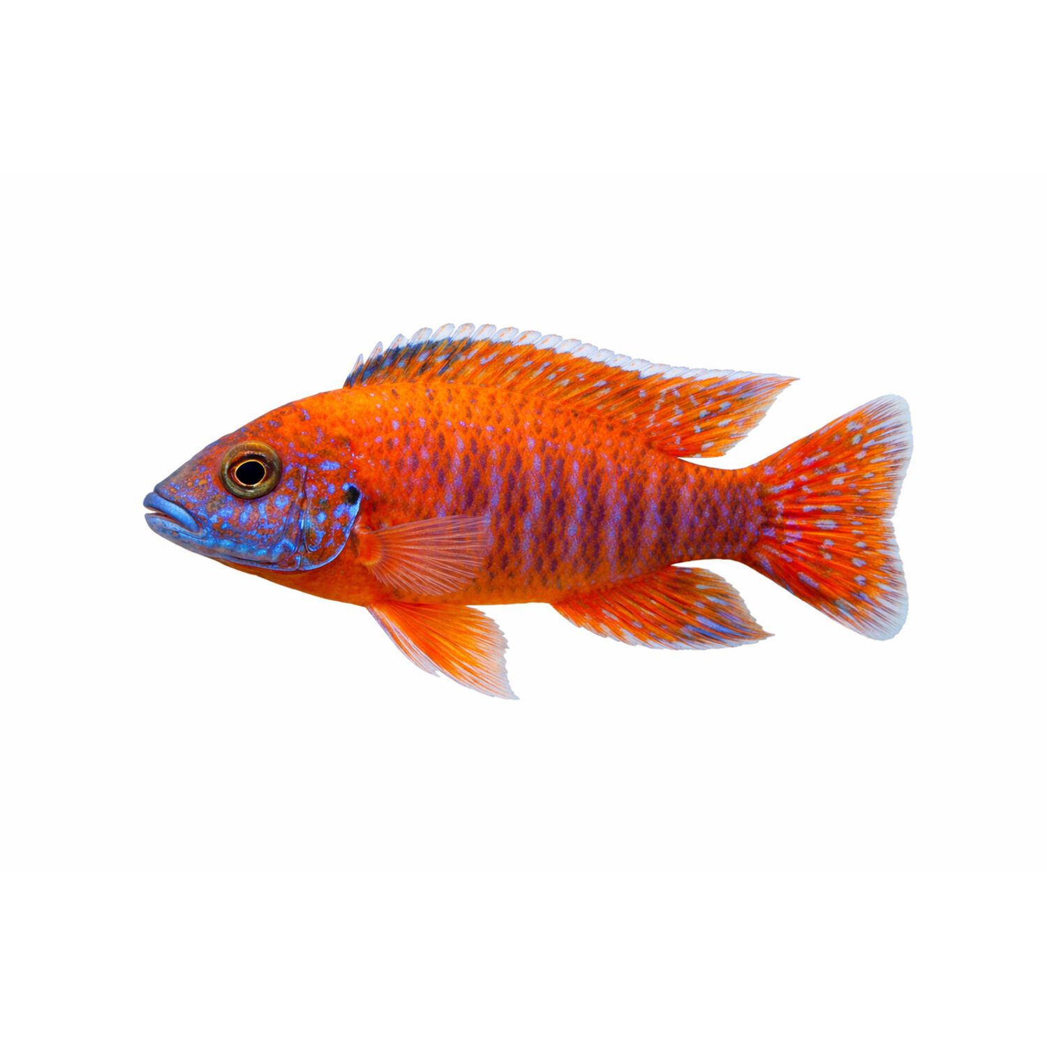 Strawberry Peacock Cichlid Regular