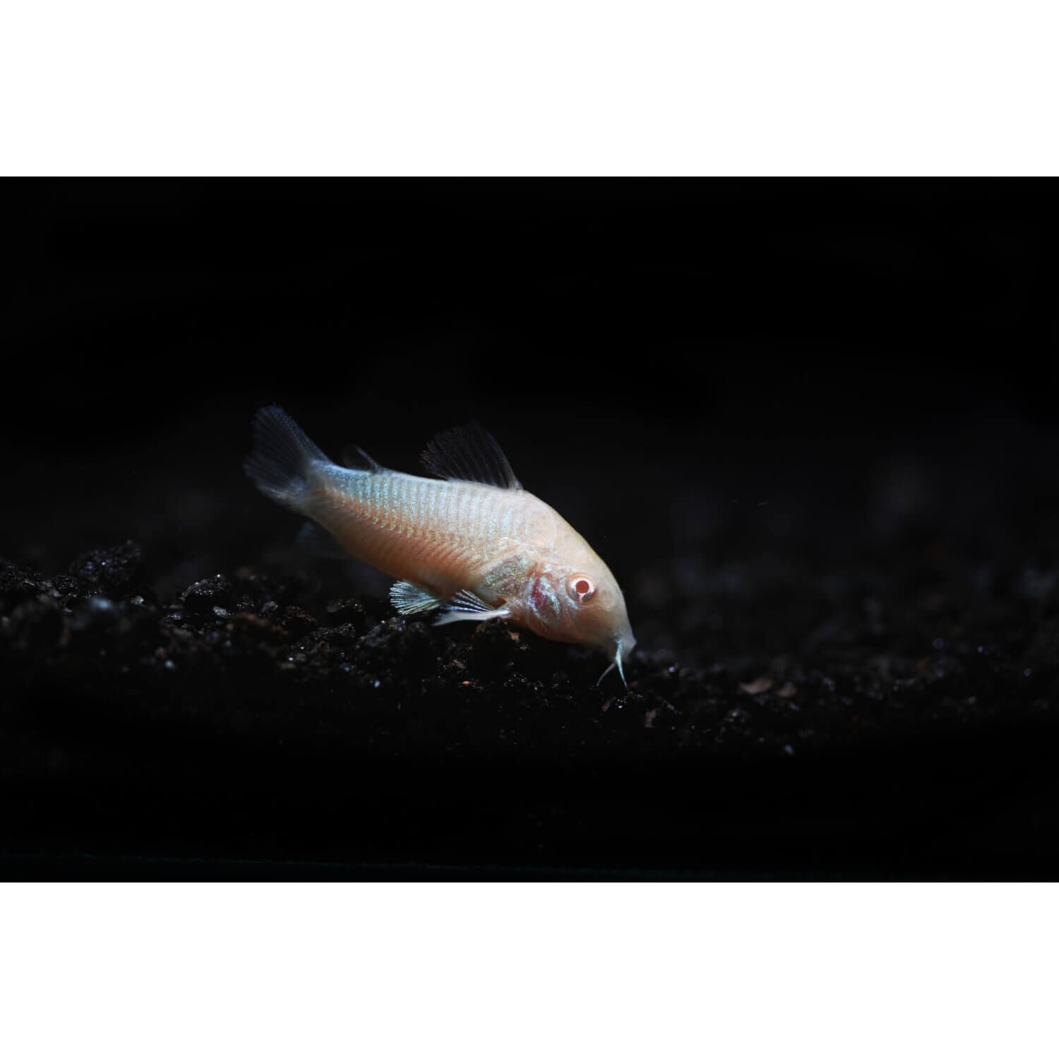 Albino Aeneus Corydoras Regular