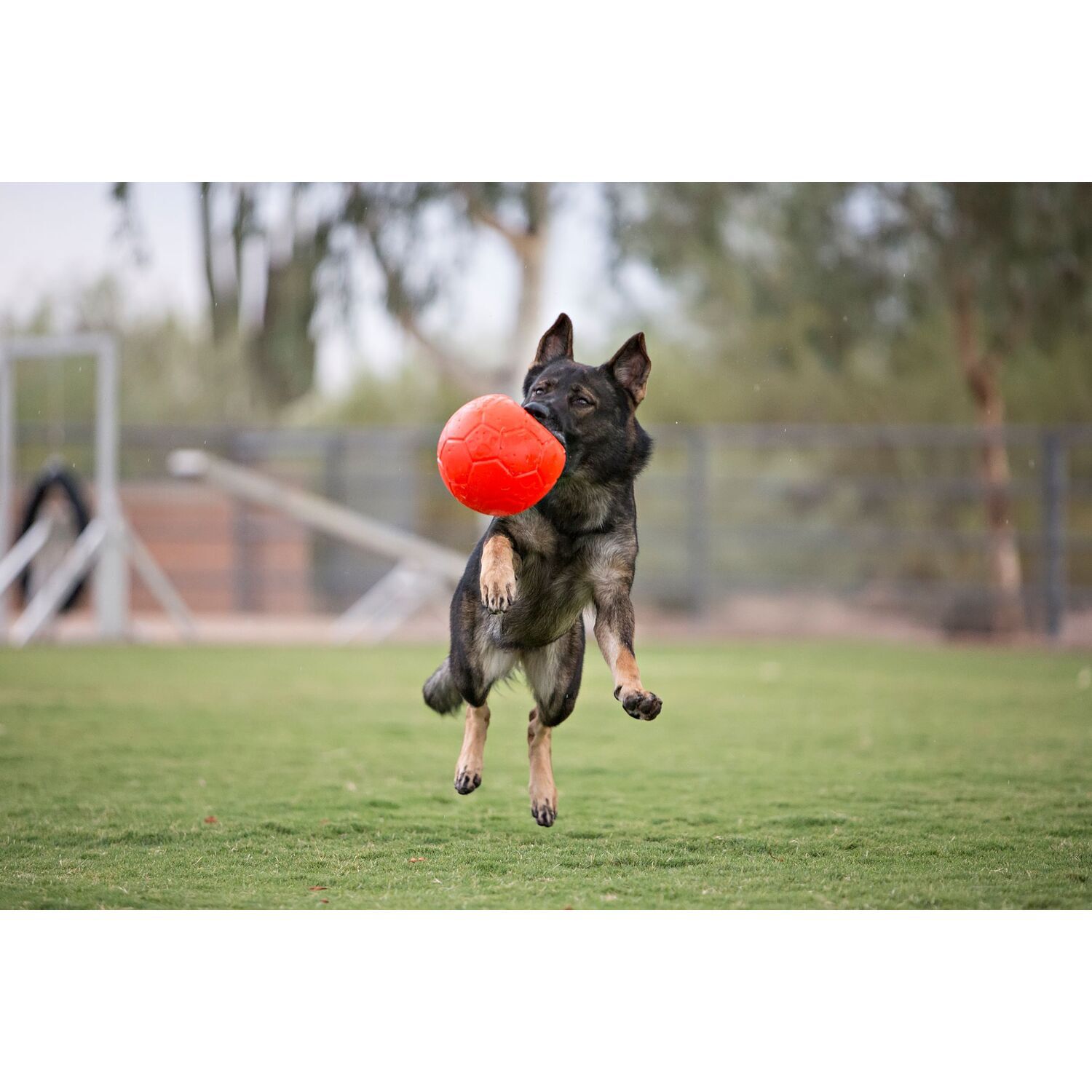 Jolly Pets Soccer Ball Dog Toy, Small, 6", Orange
