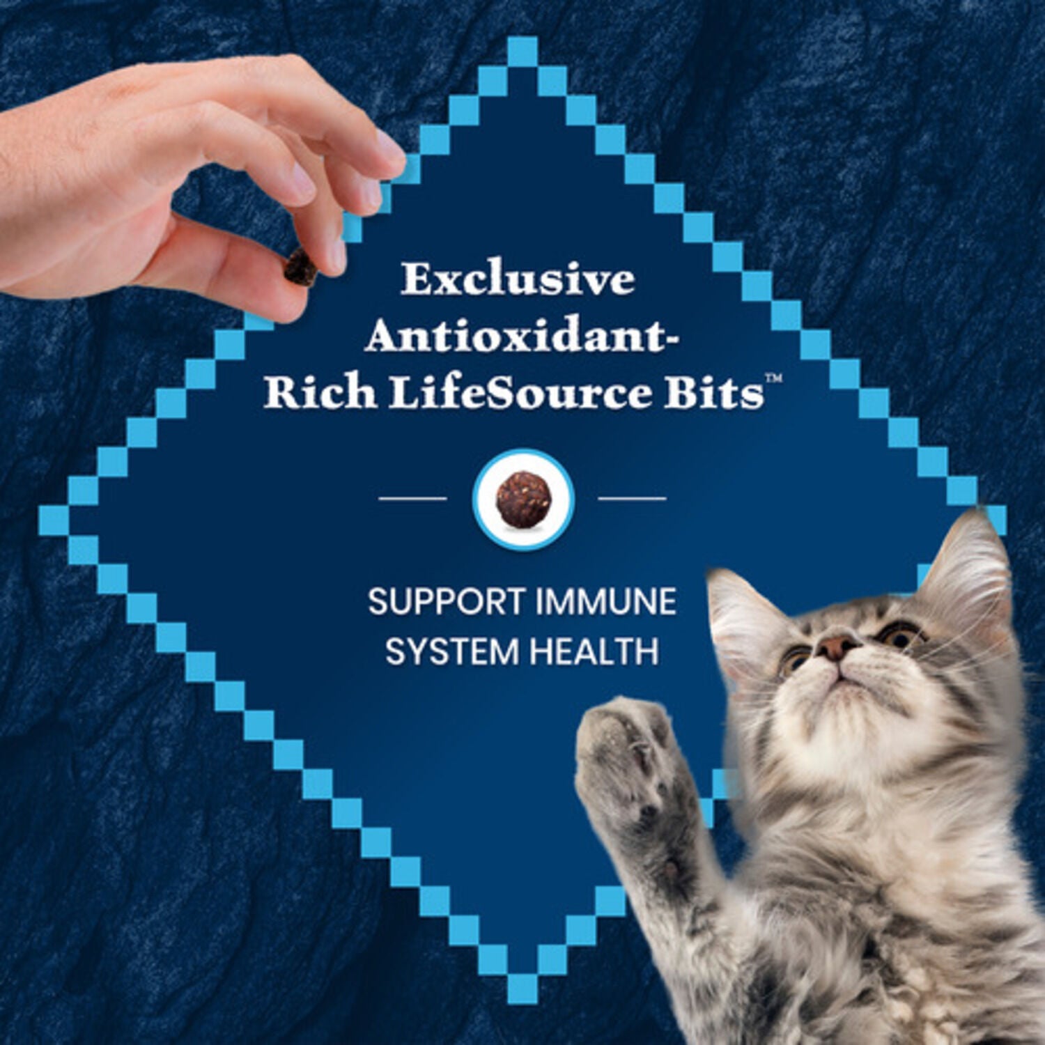 Blue Buffalo Wilderness Kitten High-Protein & Grain-Free Salmon Recipe Dry Cat Food, 5-Lb Bag