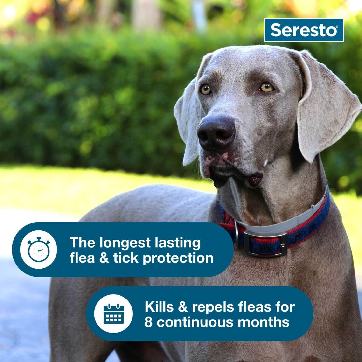 Seresto Flea & Tick Treatment & Prevention Collar For Dogs, Over 18 Lbs