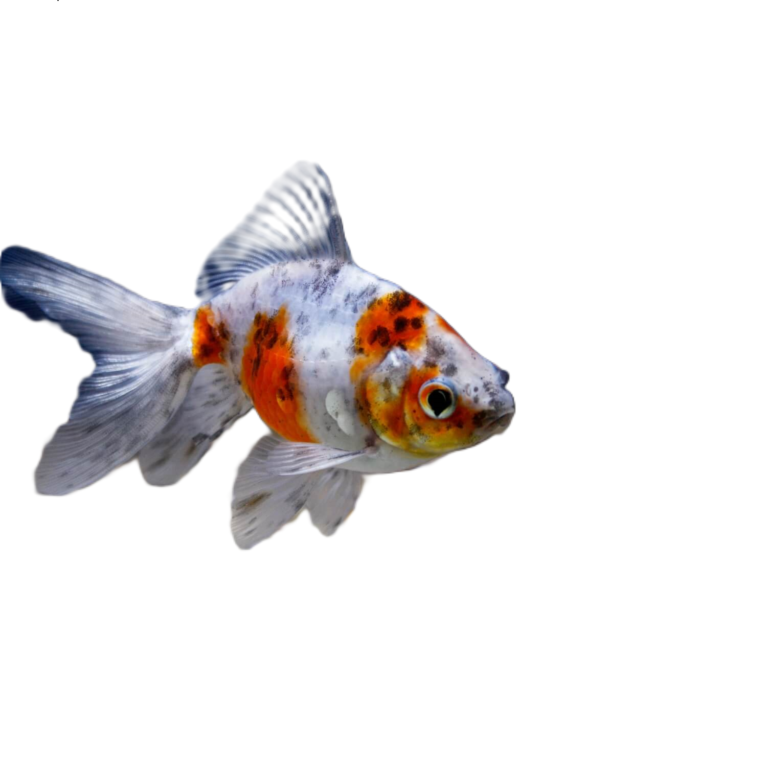 Calico Fantail Goldfish, Regular