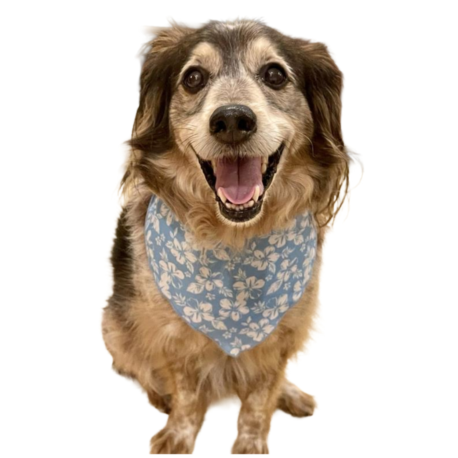 Bailey & Bella Blue Hibiscus Print Dog Bandana