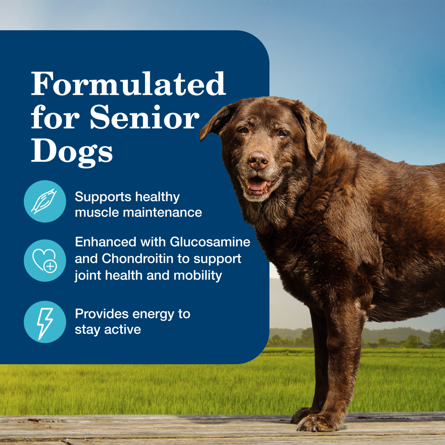Blue Buffalo Homestyle Recipe Natural Senior Wet Dog Food, Beef & Chicken Dinner Variety Pack
