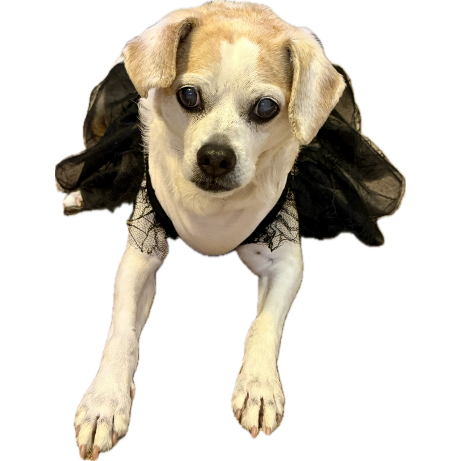 Aristopet Feeling Spooky Halloween Dog Dress, Black, Large