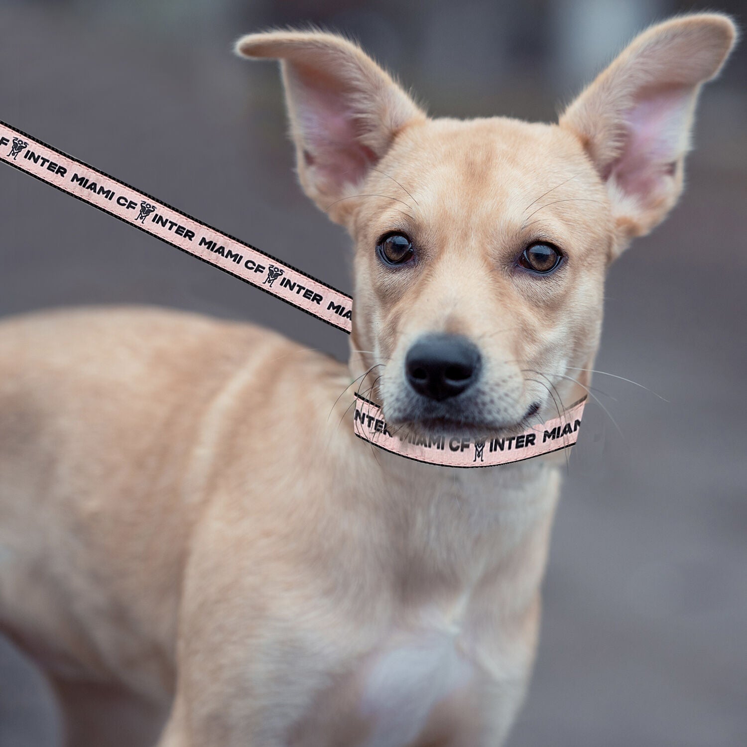 Pets First Inter Miami Soccer Satin Dog Collar, Large