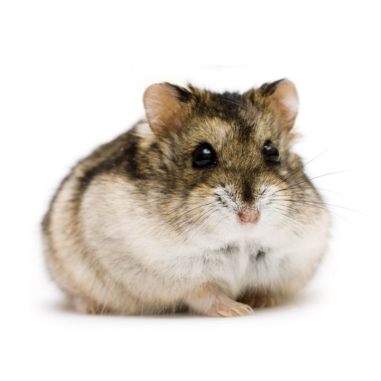 Dwarf Hamster 1ea