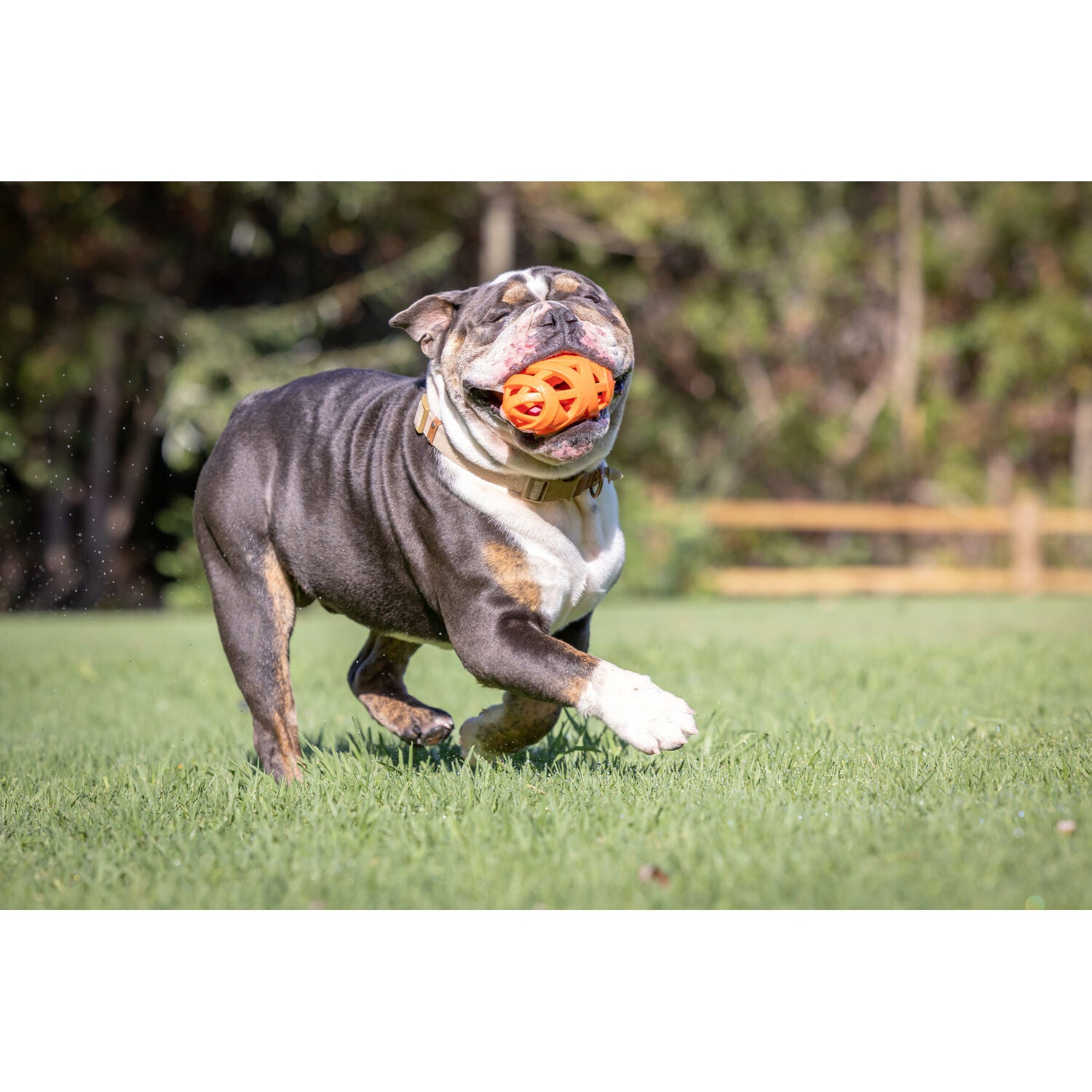 Chuckit! Air Fetch Football Dog Toy, Medium