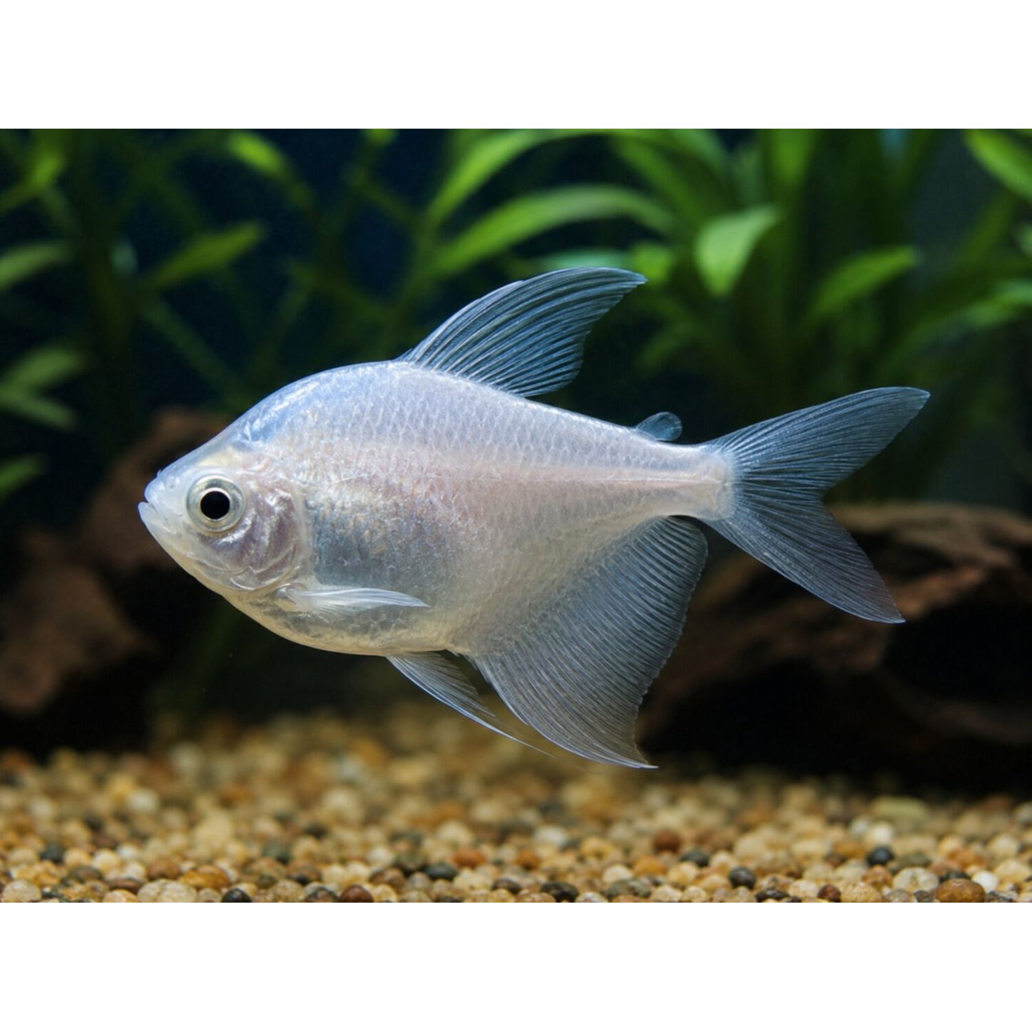 White Skirt Tetra, Regular