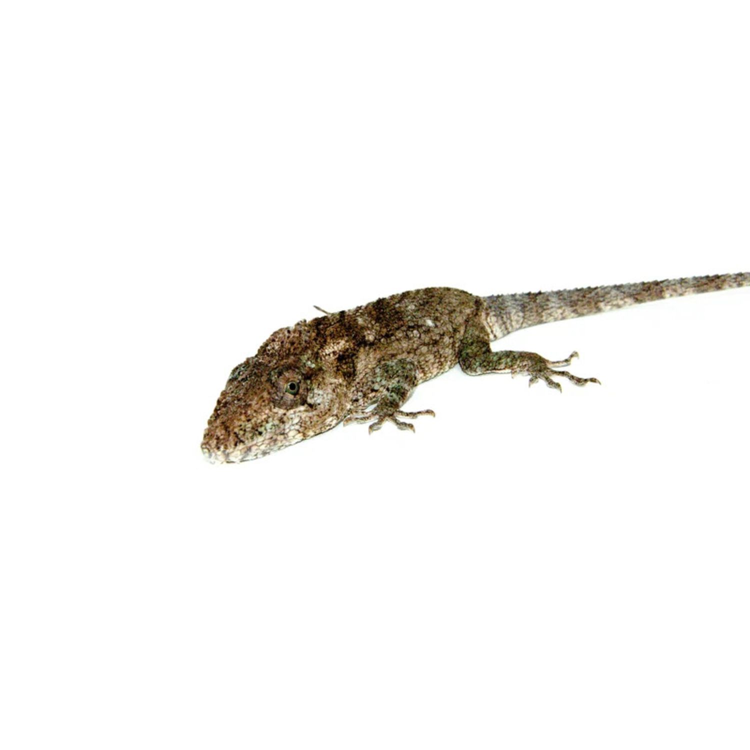 Cuban False Chameleon