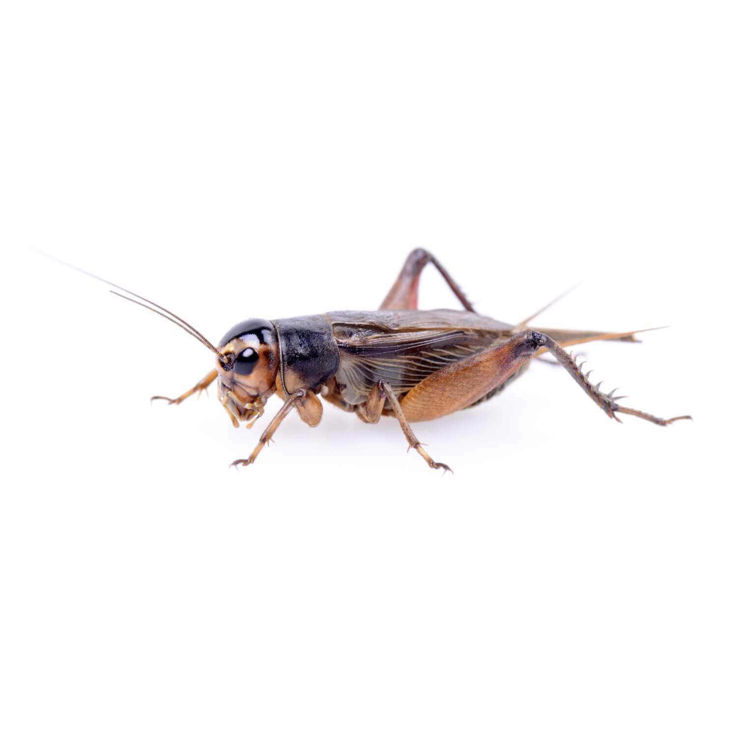 Large Live Crickets For Reptiles 12 Count 12L Pet Supermarket