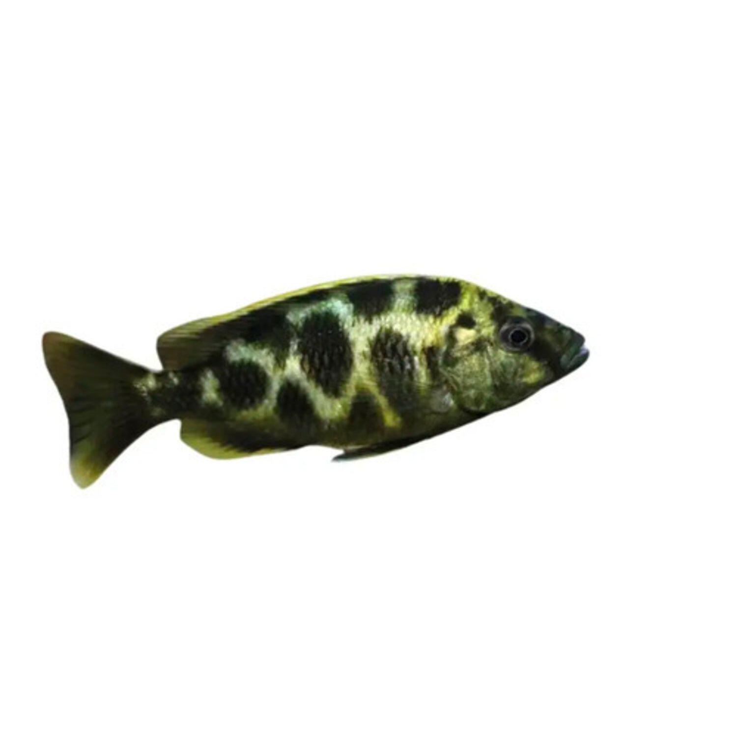 Venustus Cichlid - Regular