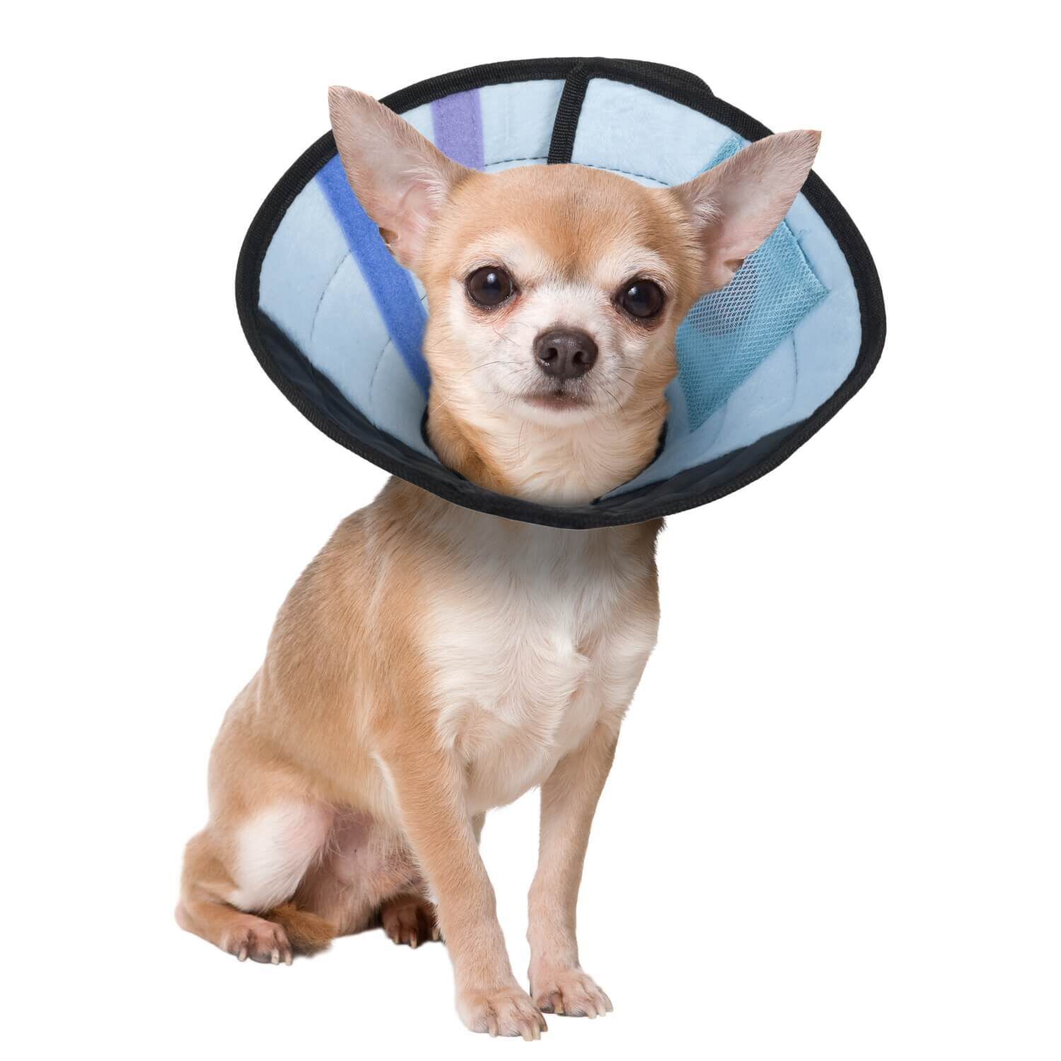 Calm Paws Dog Caring Collar With Calming Disk For Small Dogs Pet