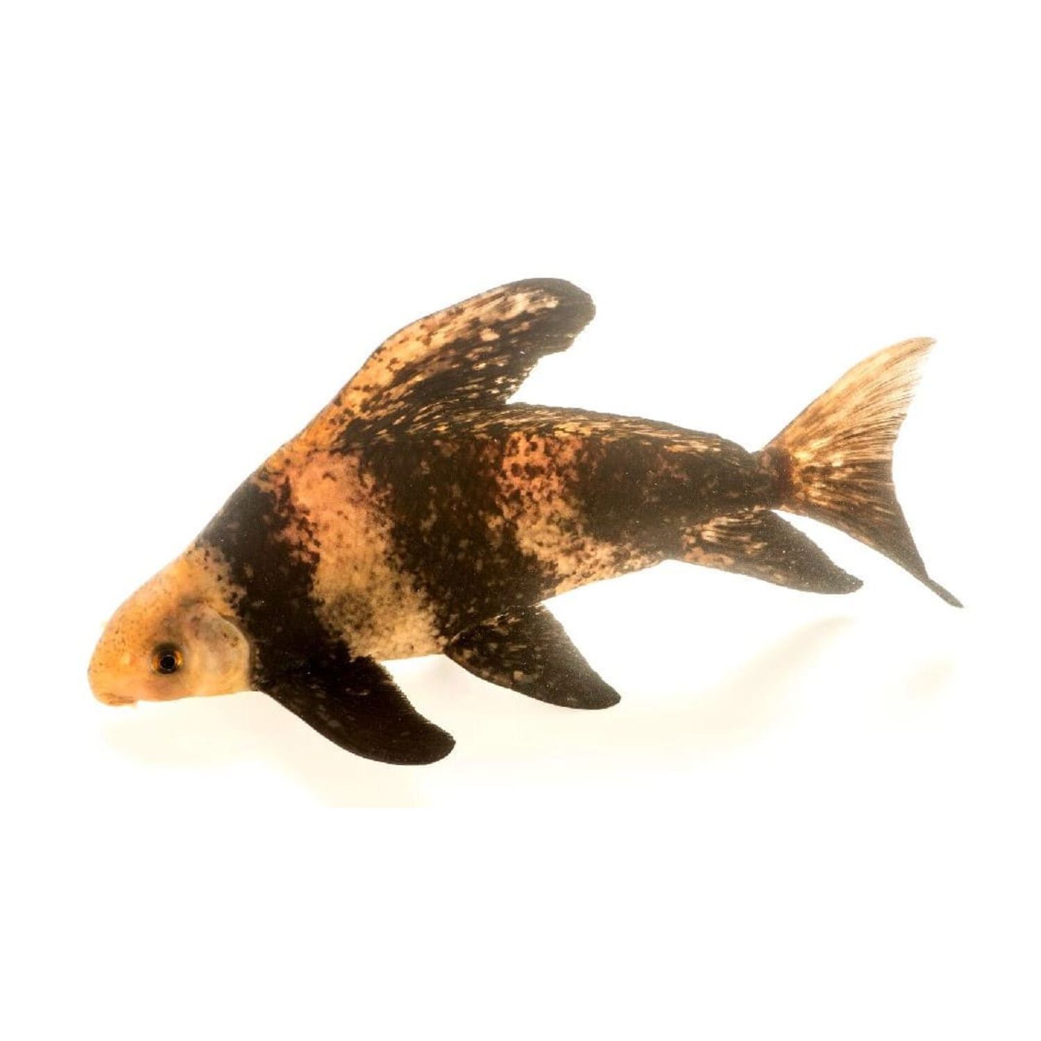Chinese Highfin Shark - Medium
