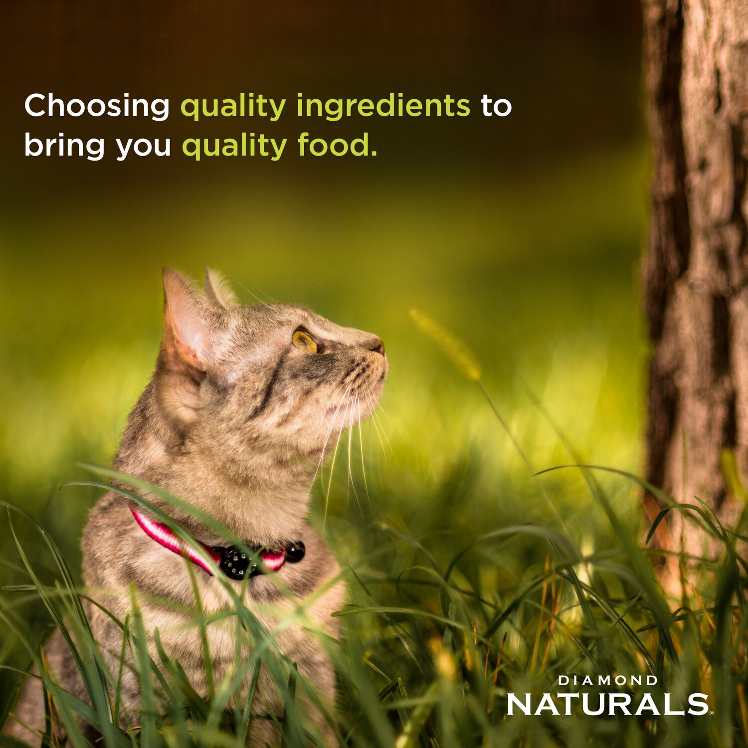 Diamond Naturals Chicken Dinner Pate For Adult Cats And Kittens Wet Cat Food, 5.5-Oz - 24 Pack